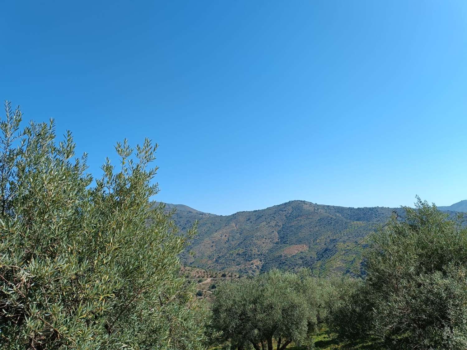 Enolias Grundstück mit Olivenbäumen