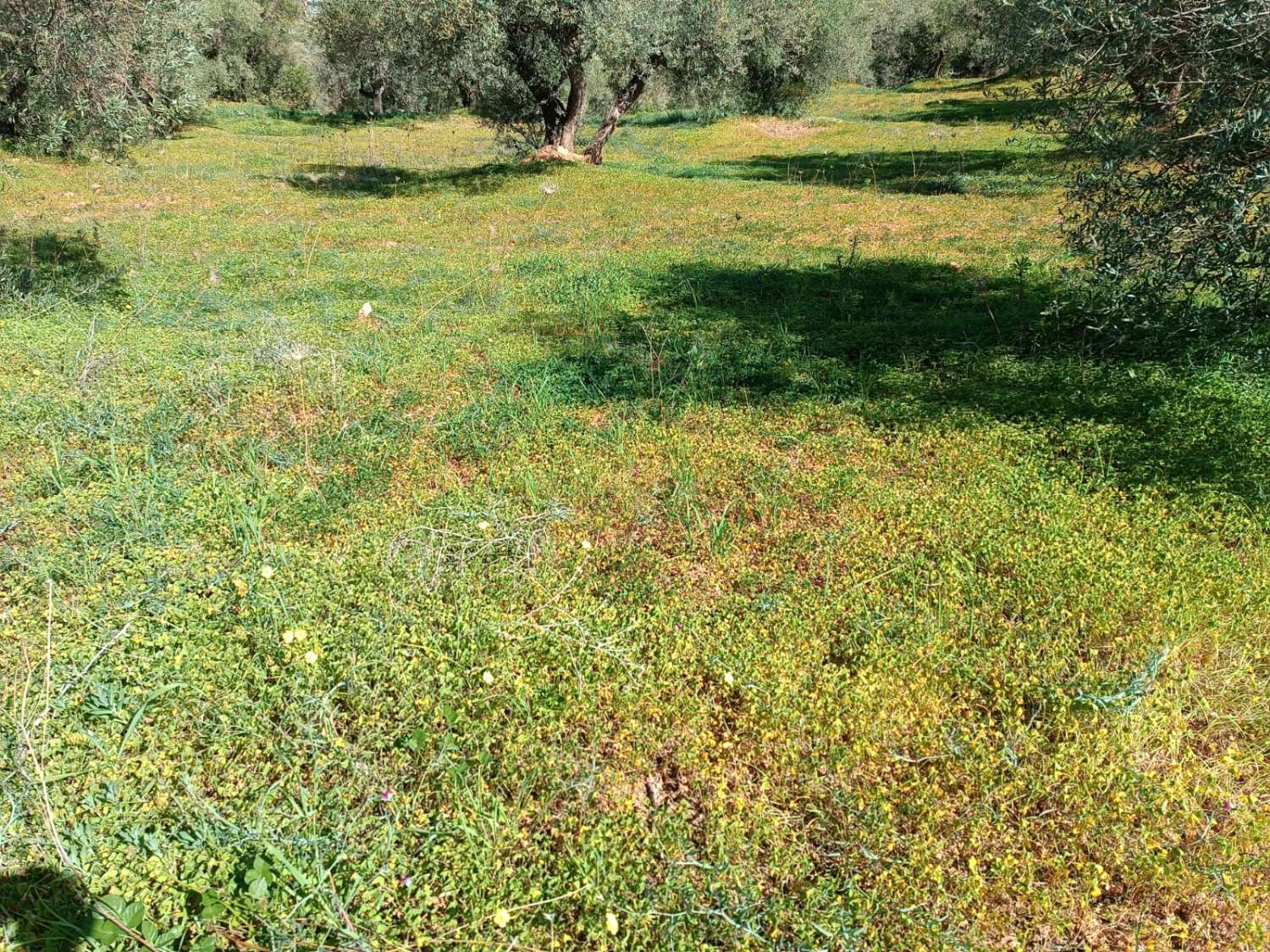 parcela enolias puesta de olivos