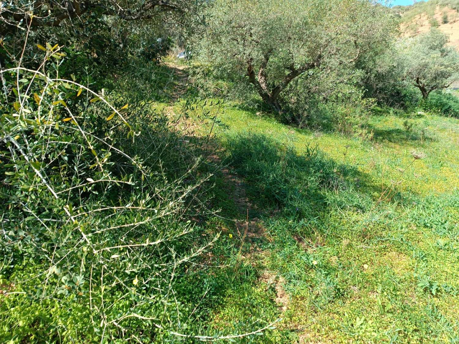 Terrain Enolias avec oliviers