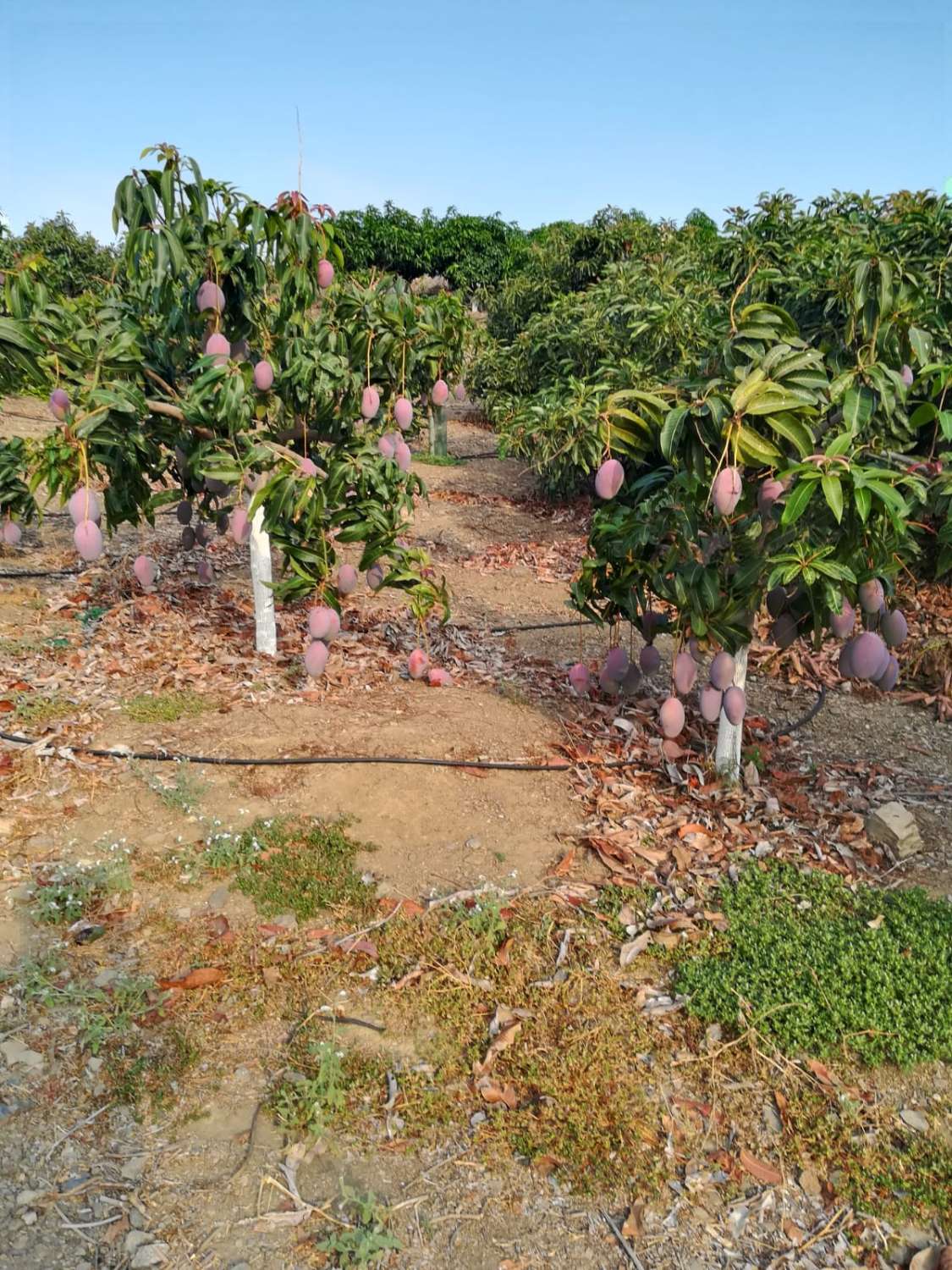 mango gård med hus i benajarafe