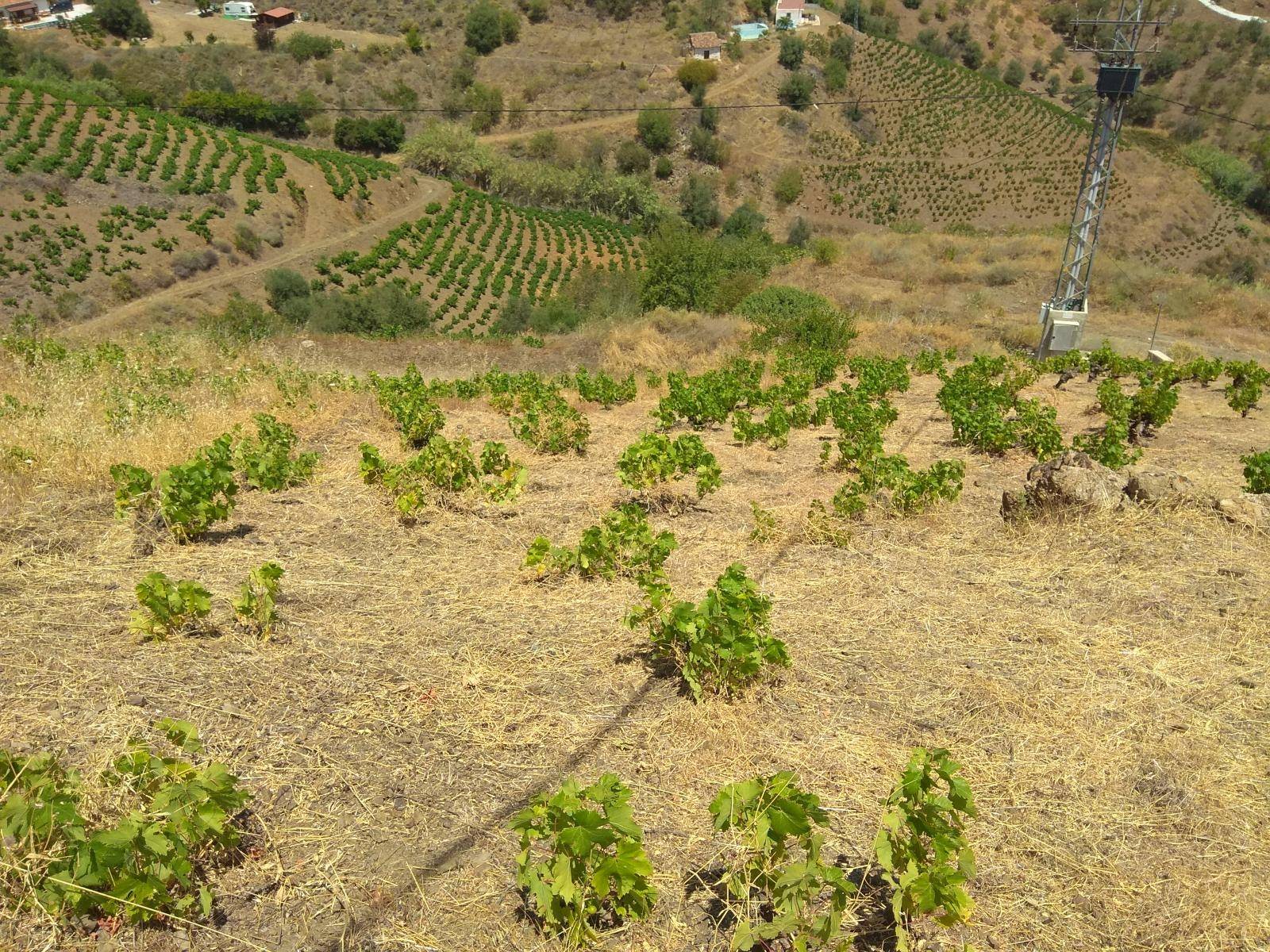 قطعة أرض للبيع في Almáchar