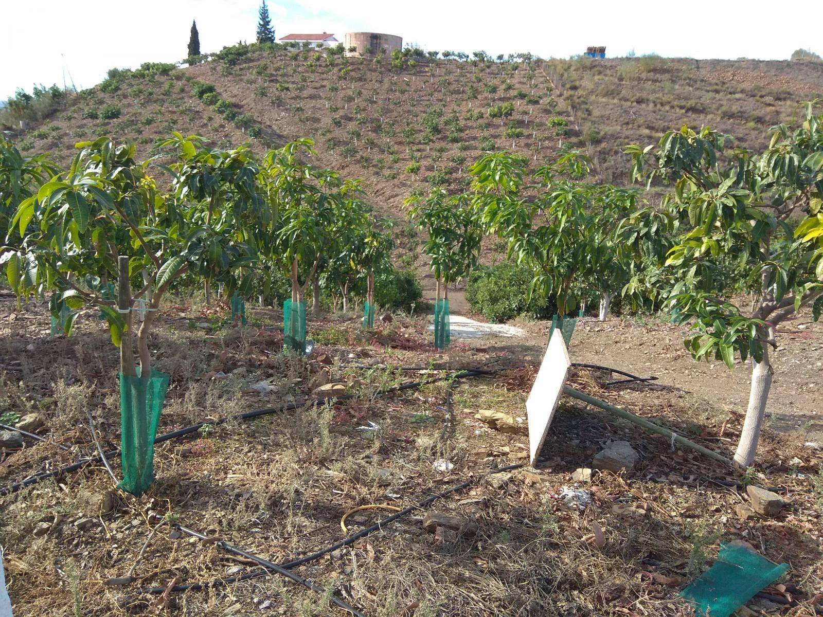 Avocado and mango farm with house