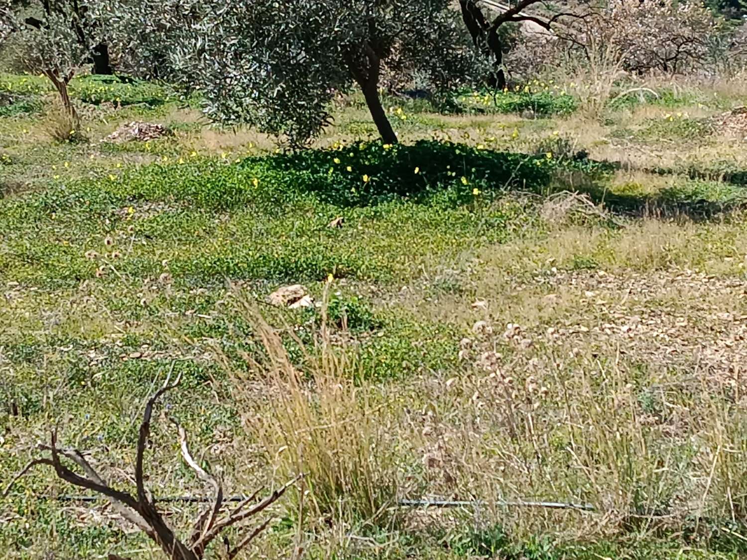 Terreno in totale con vista sul mare