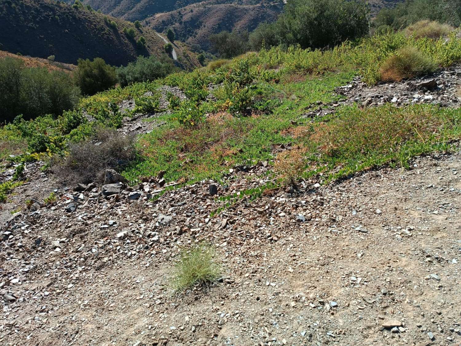 Terreno in moclinejo puesto de viñas