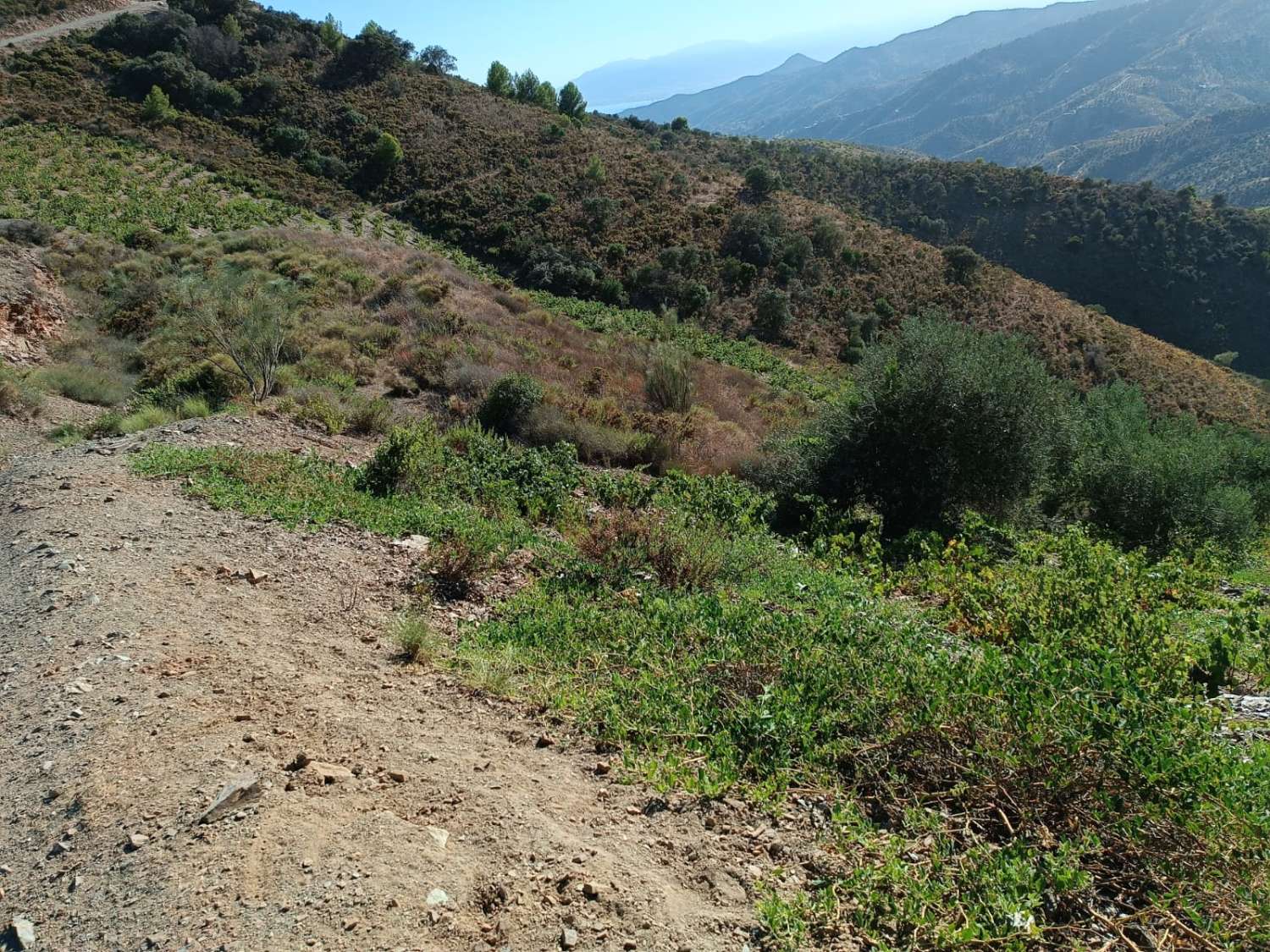 Terreno in moclinejo puesto de viñas