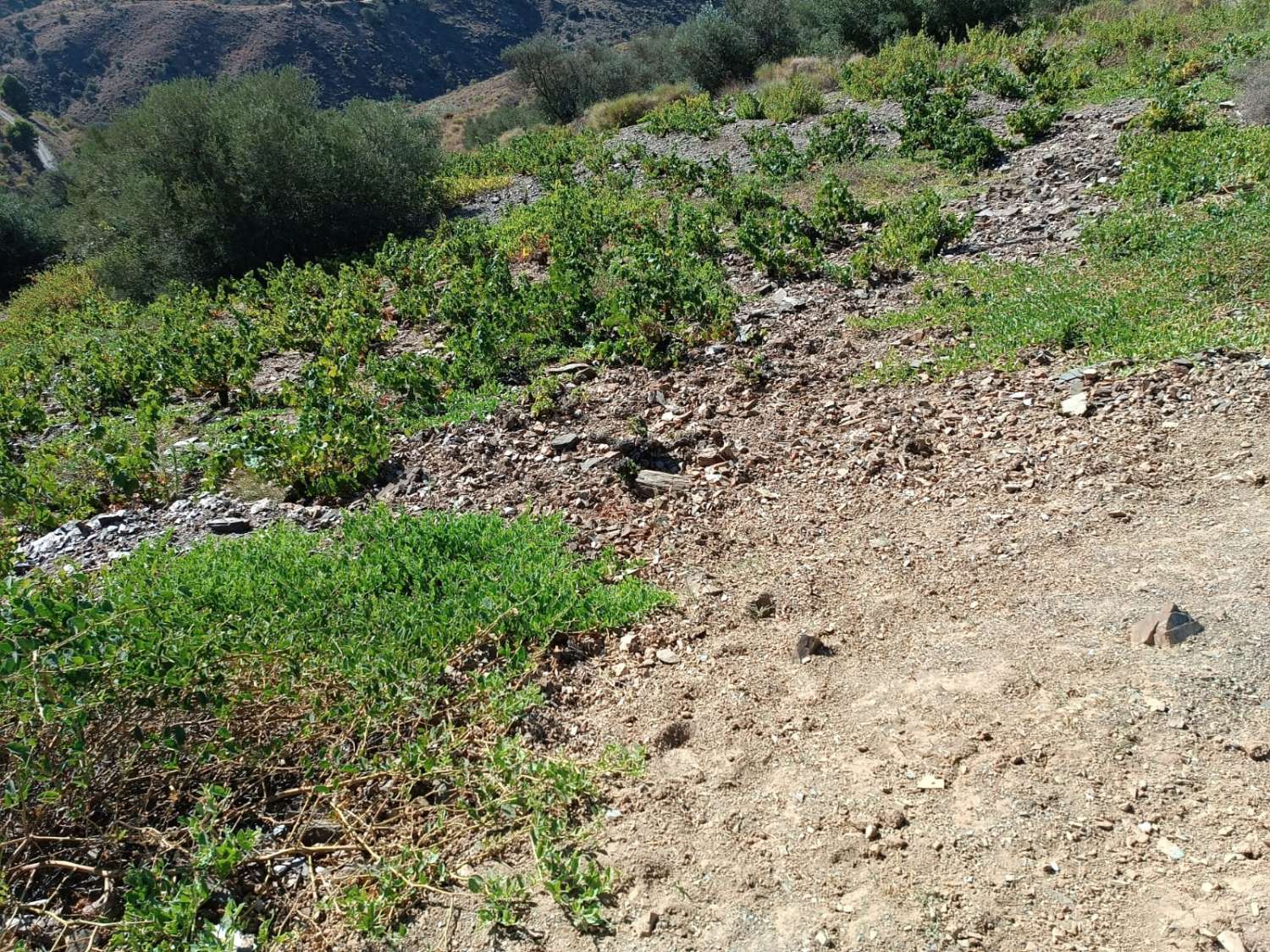 Parcela en moclinejo puesto de viñas