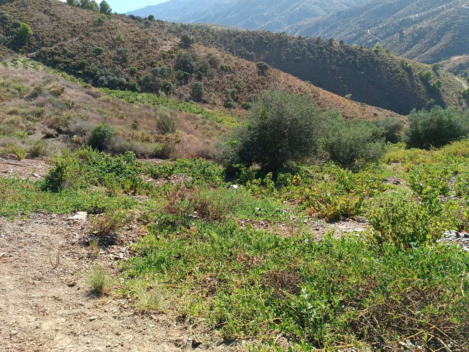 Parcela en moclinejo puesto de viñas