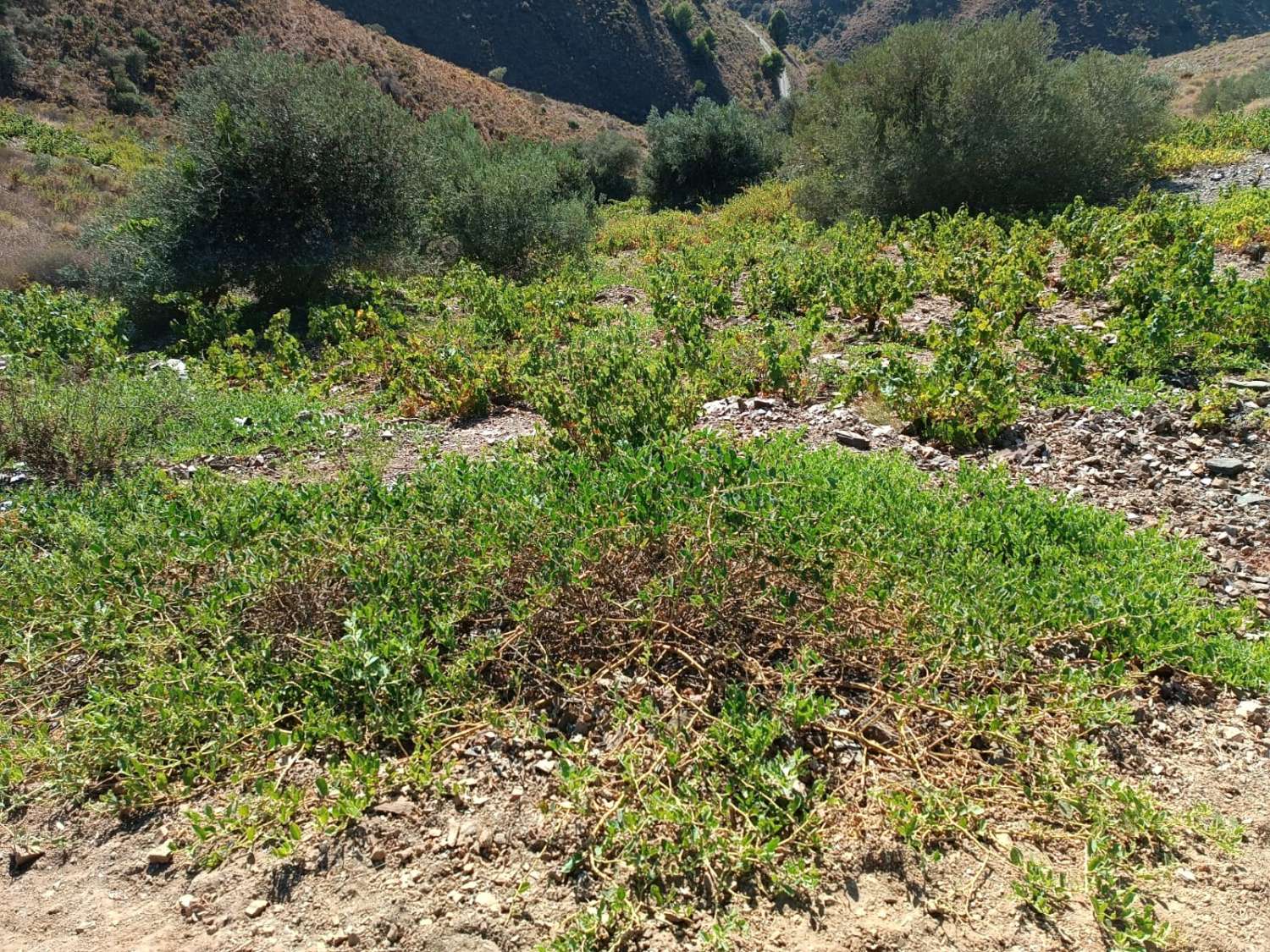 Terreno in moclinejo puesto de viñas