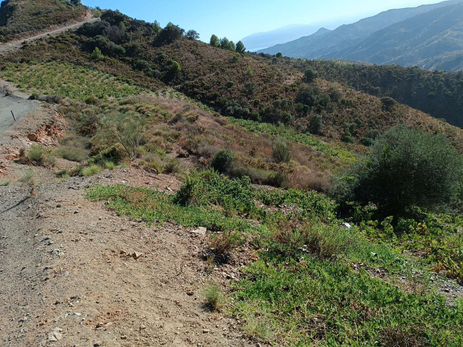 Terreno in moclinejo puesto de viñas