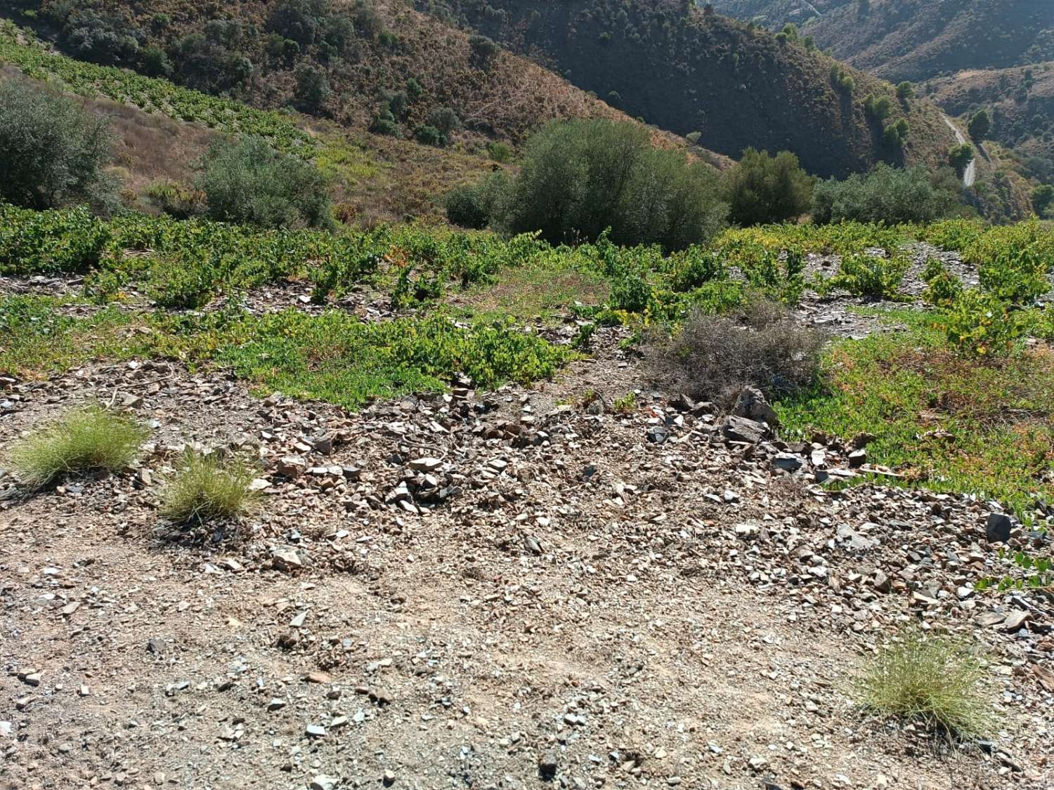 Parcela en moclinejo puesto de viñas