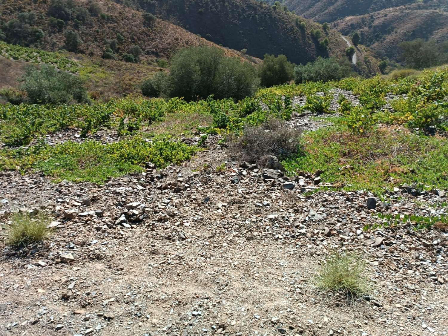 Parcela en moclinejo puesto de viñas