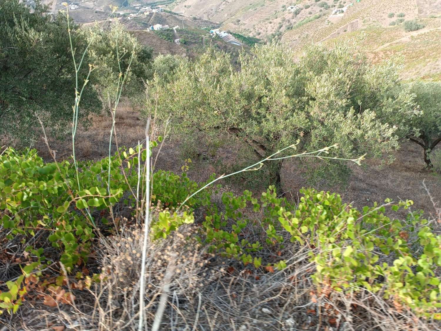 Parcela en almachar de olivos