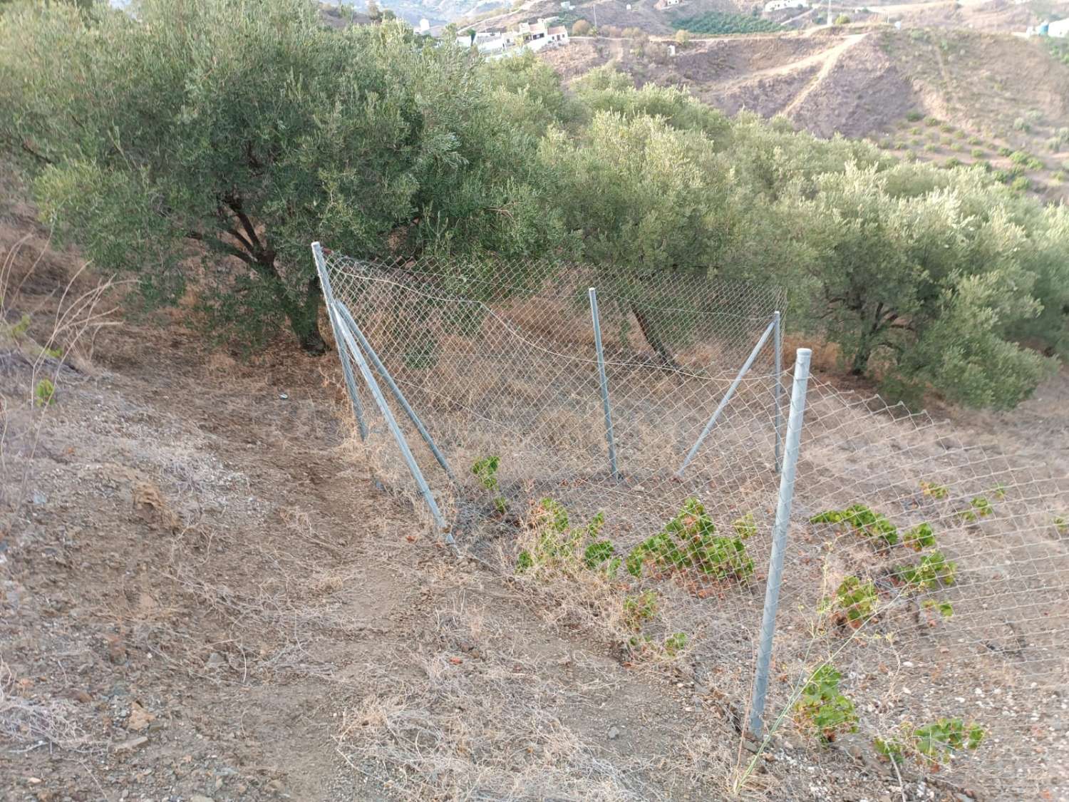 Terrain à almachar de olivos