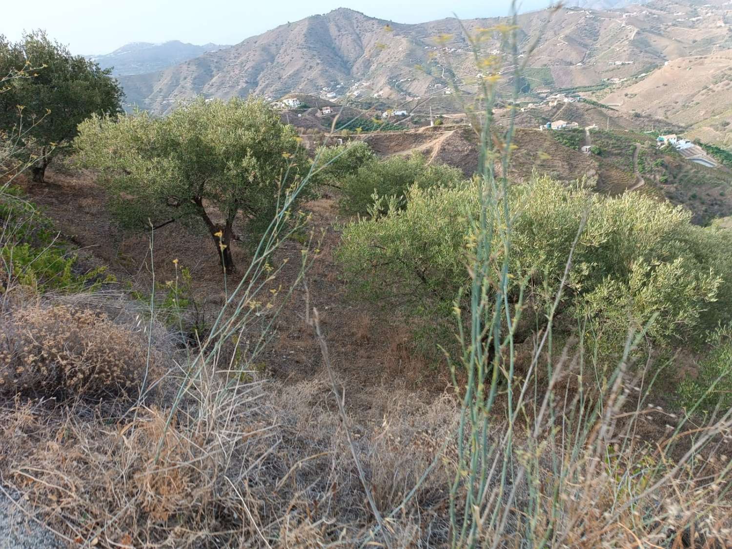 Terrain à almachar de olivos