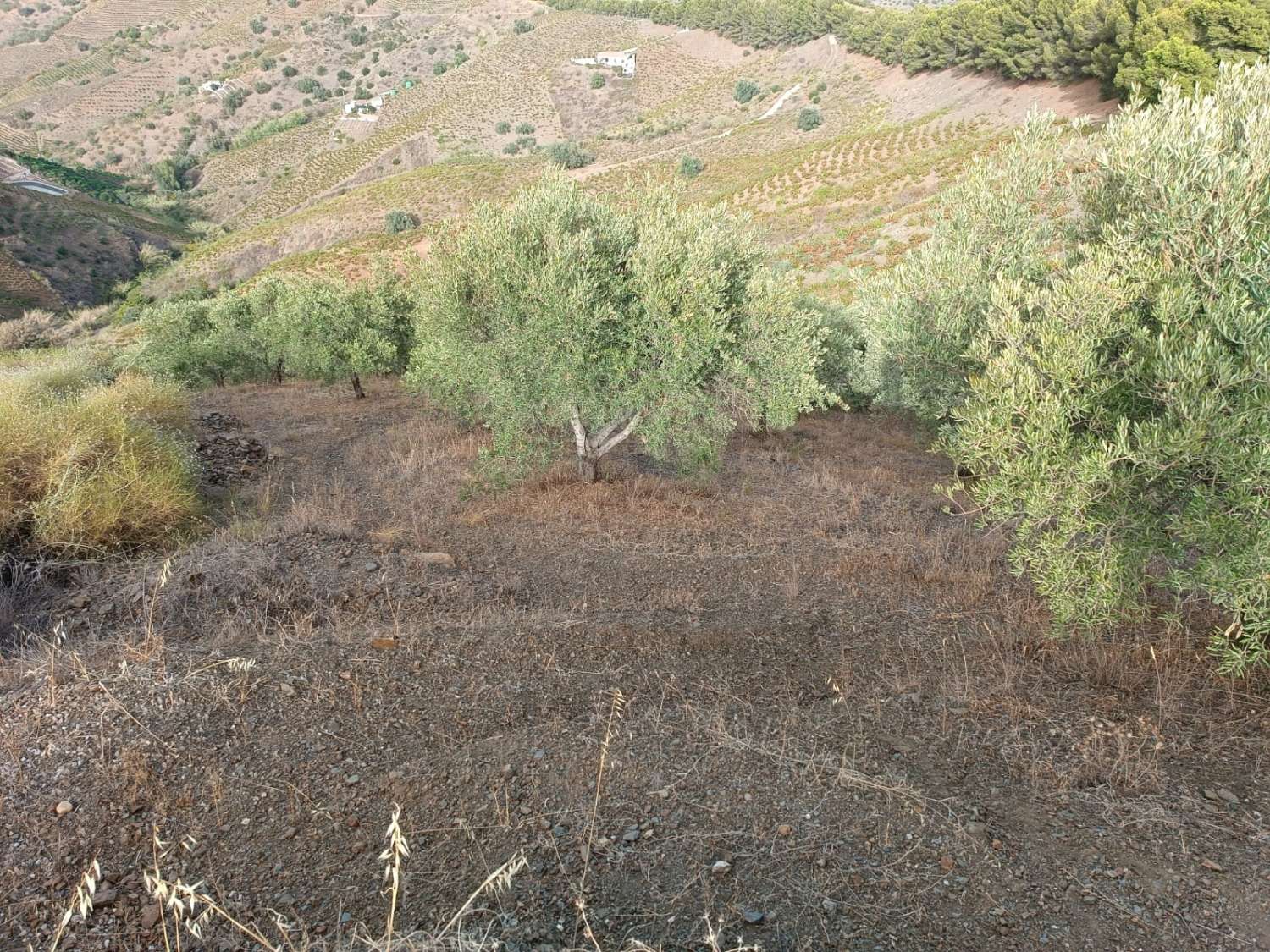 Parcela en almachar de olivos