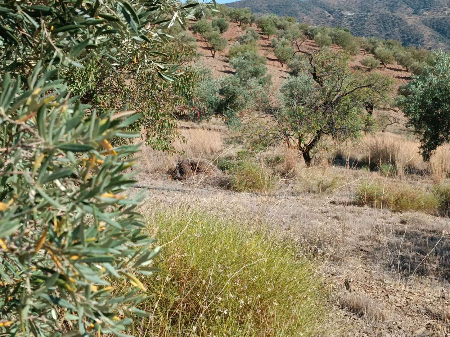 Terreno in totale con vista sul mare