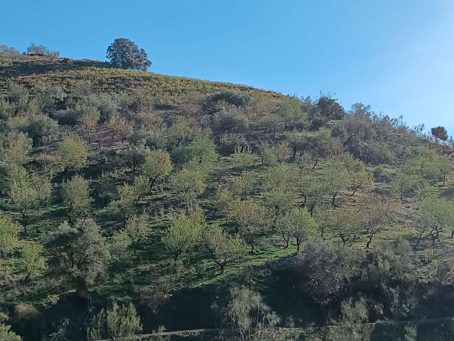 parcela en moclinejo