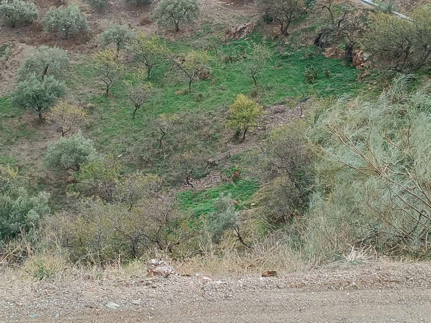 Grundstück in Moclinejo (Los Palmas) neben der Straße