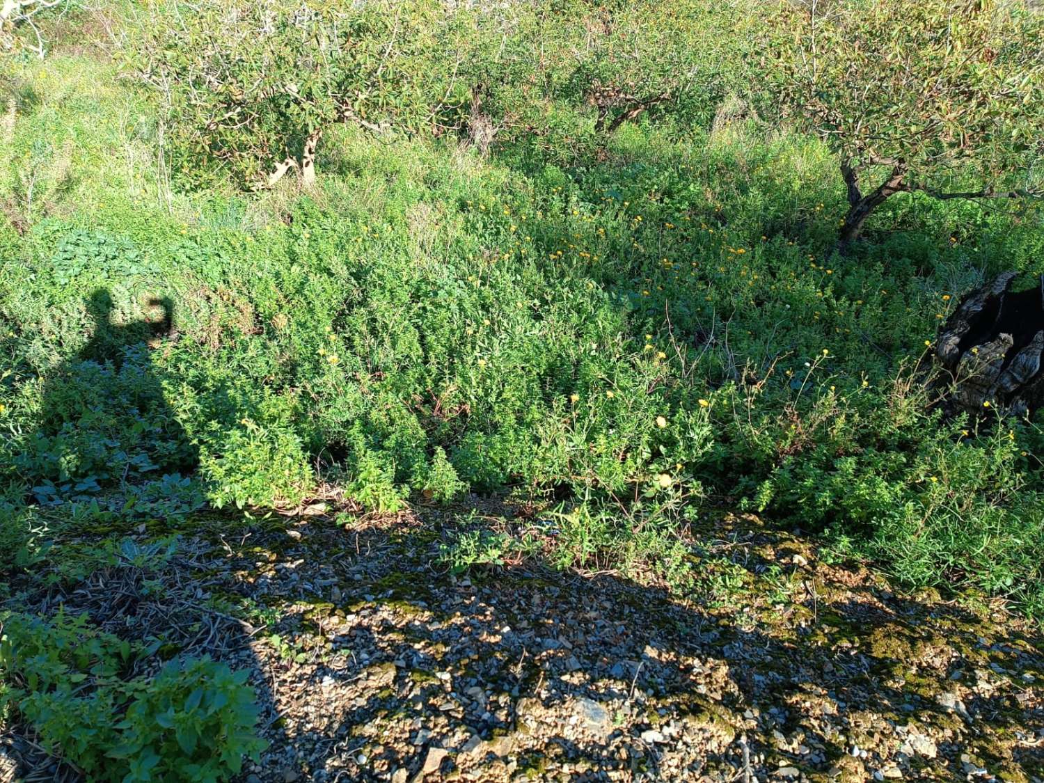 Grundstück in Moclinejo