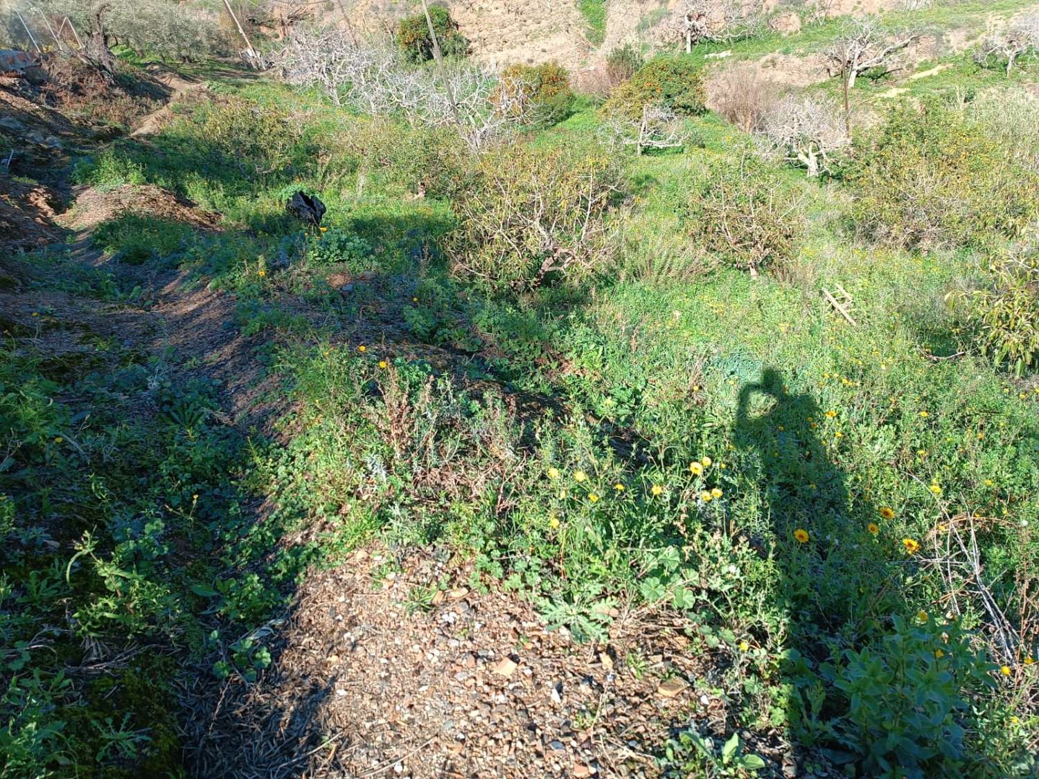 Grundstück in Moclinejo