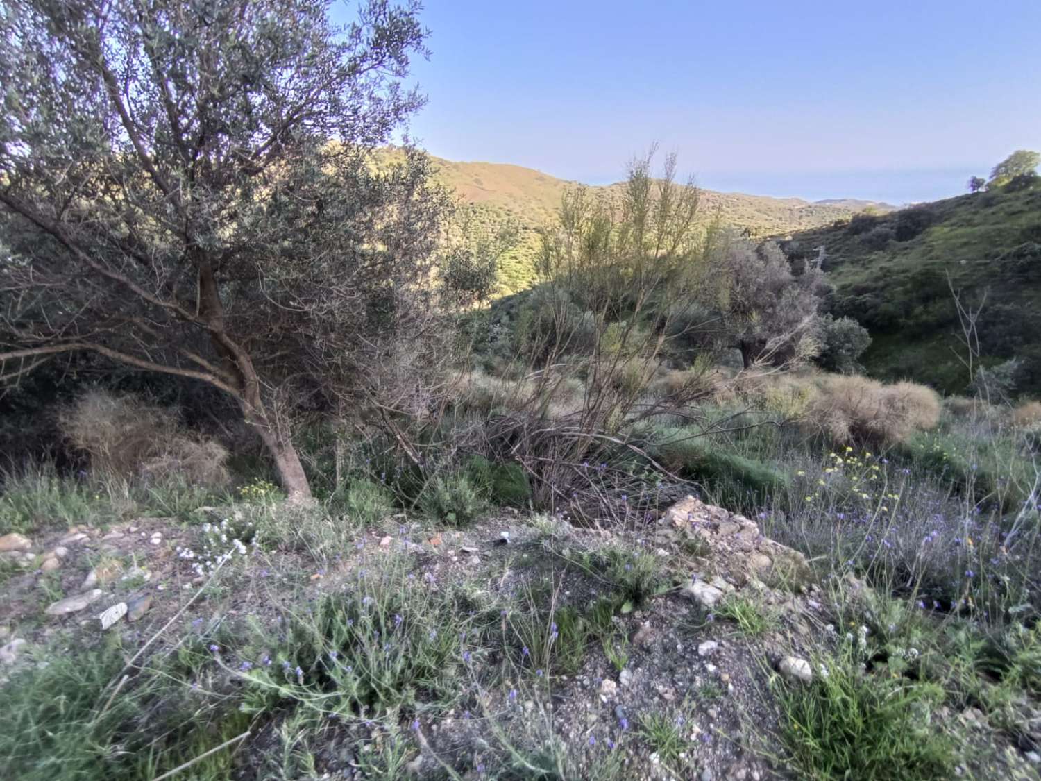 plot in moclinejo with sea views