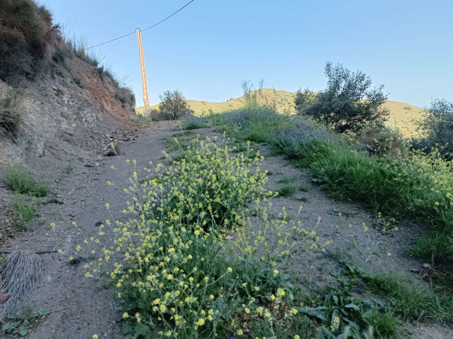 plot in moclinejo with sea views