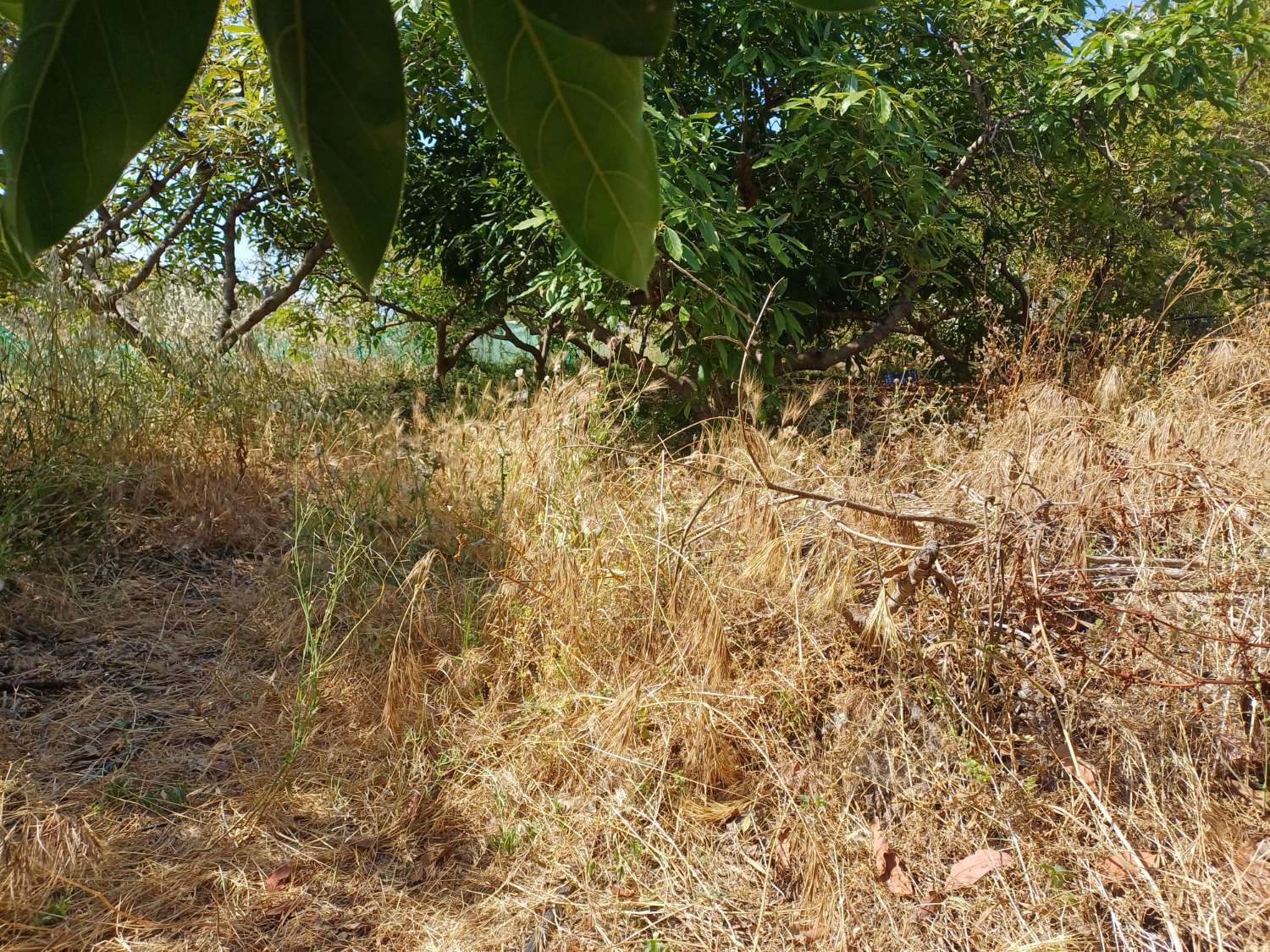 Parcela en el morche con agua