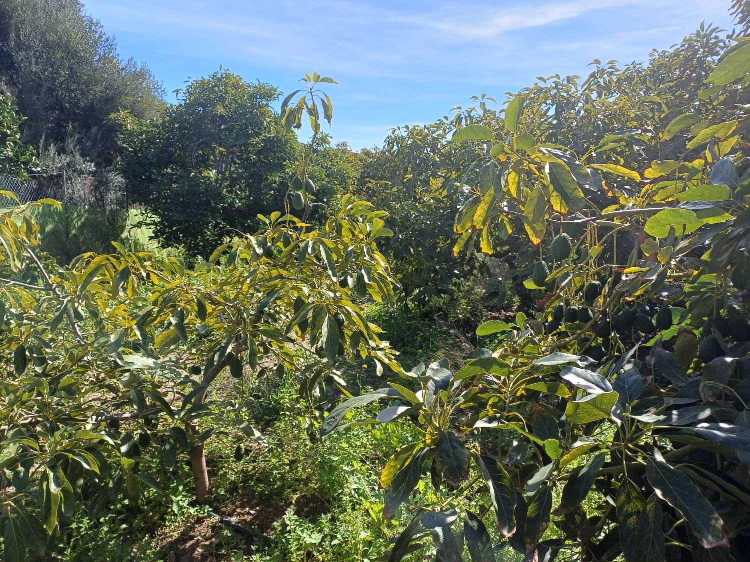 Parcela en cajiz con aguacate