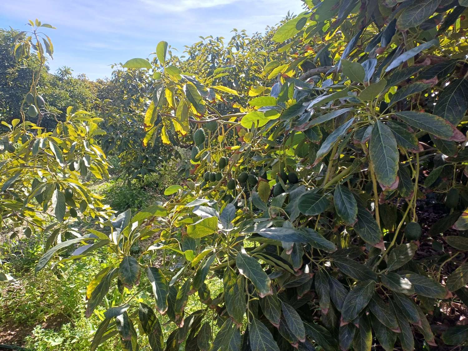 Parcela en cajiz con aguacate