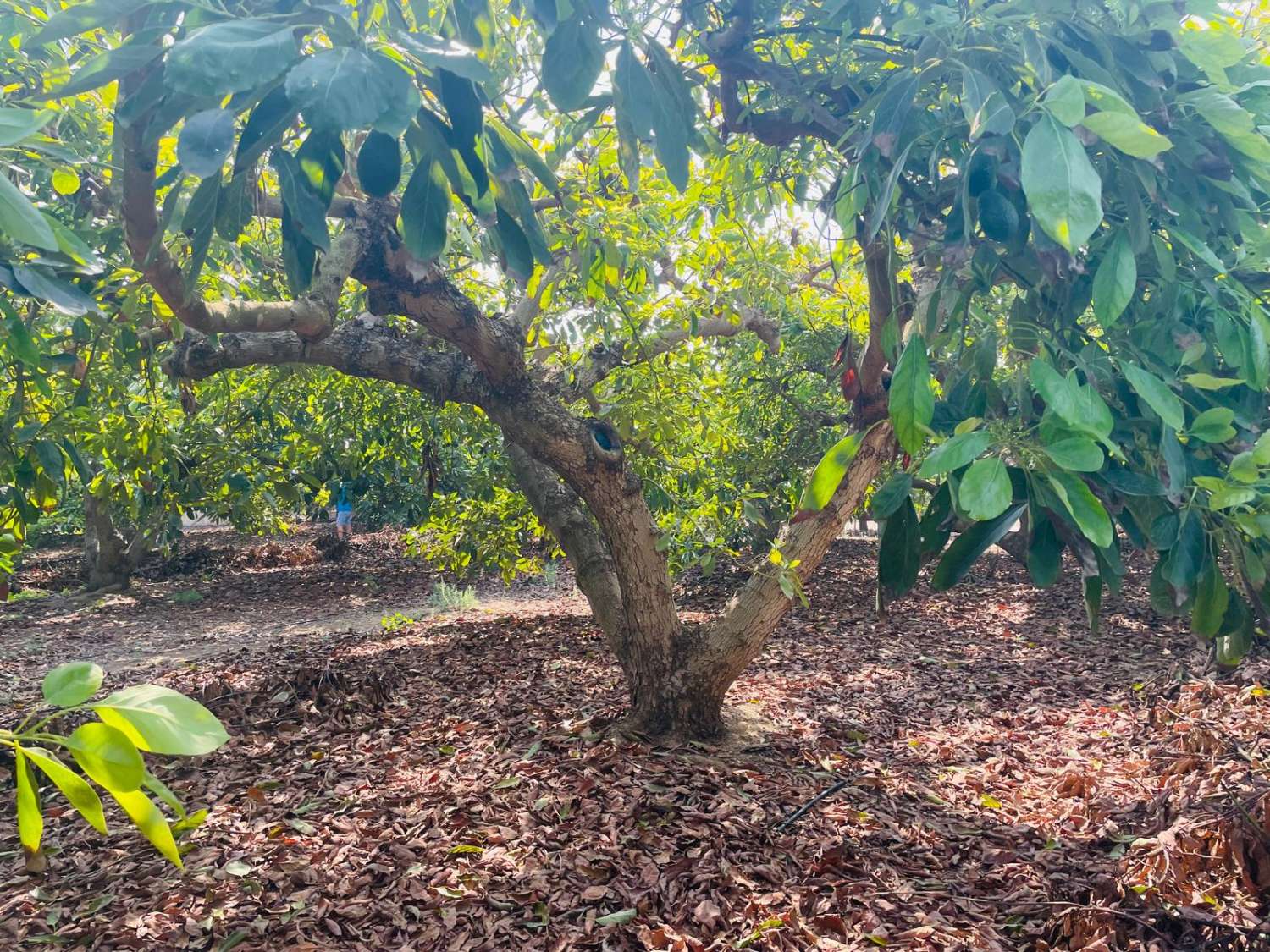 Country house with avocado trees in Almayate