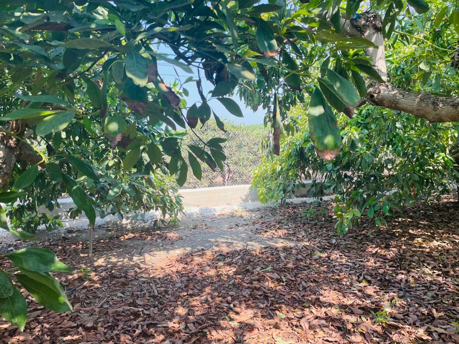 Country house with avocado trees in Almayate