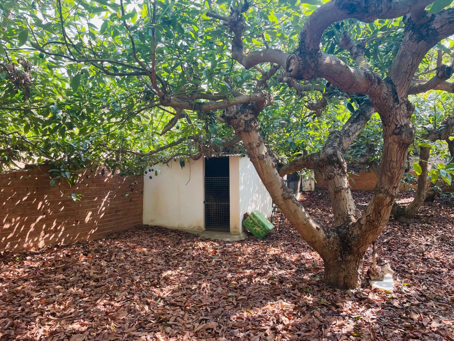 Country house with avocado trees in Almayate