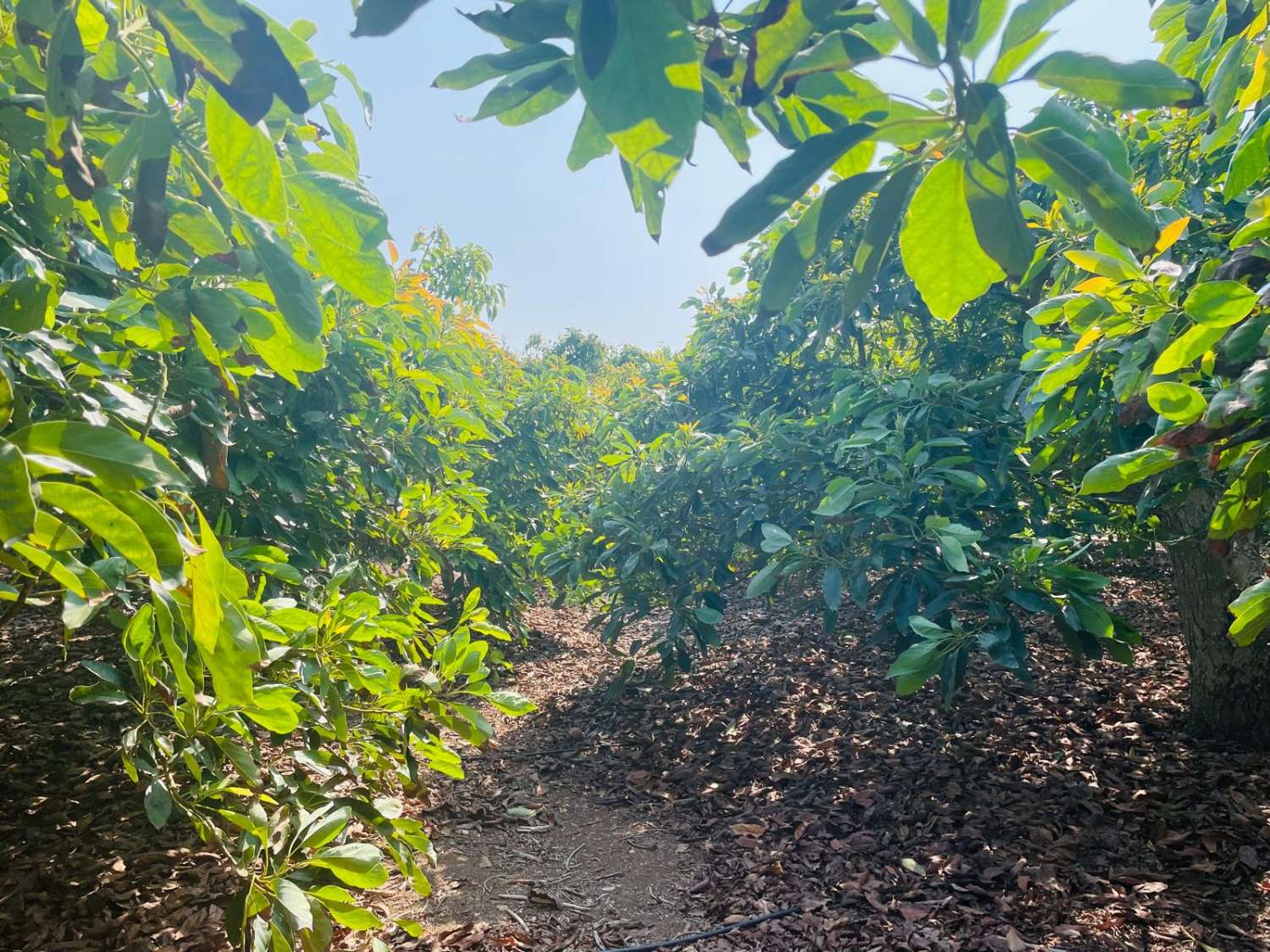 Country house with avocado trees in Almayate