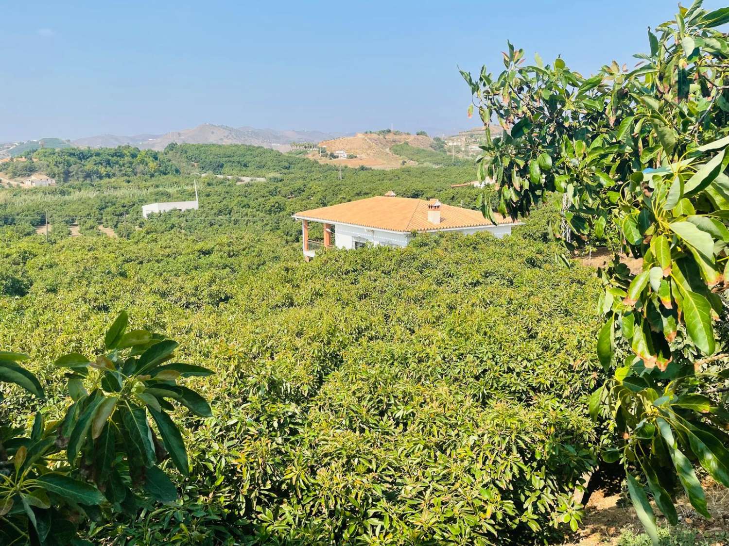 Country house with avocado trees in Almayate