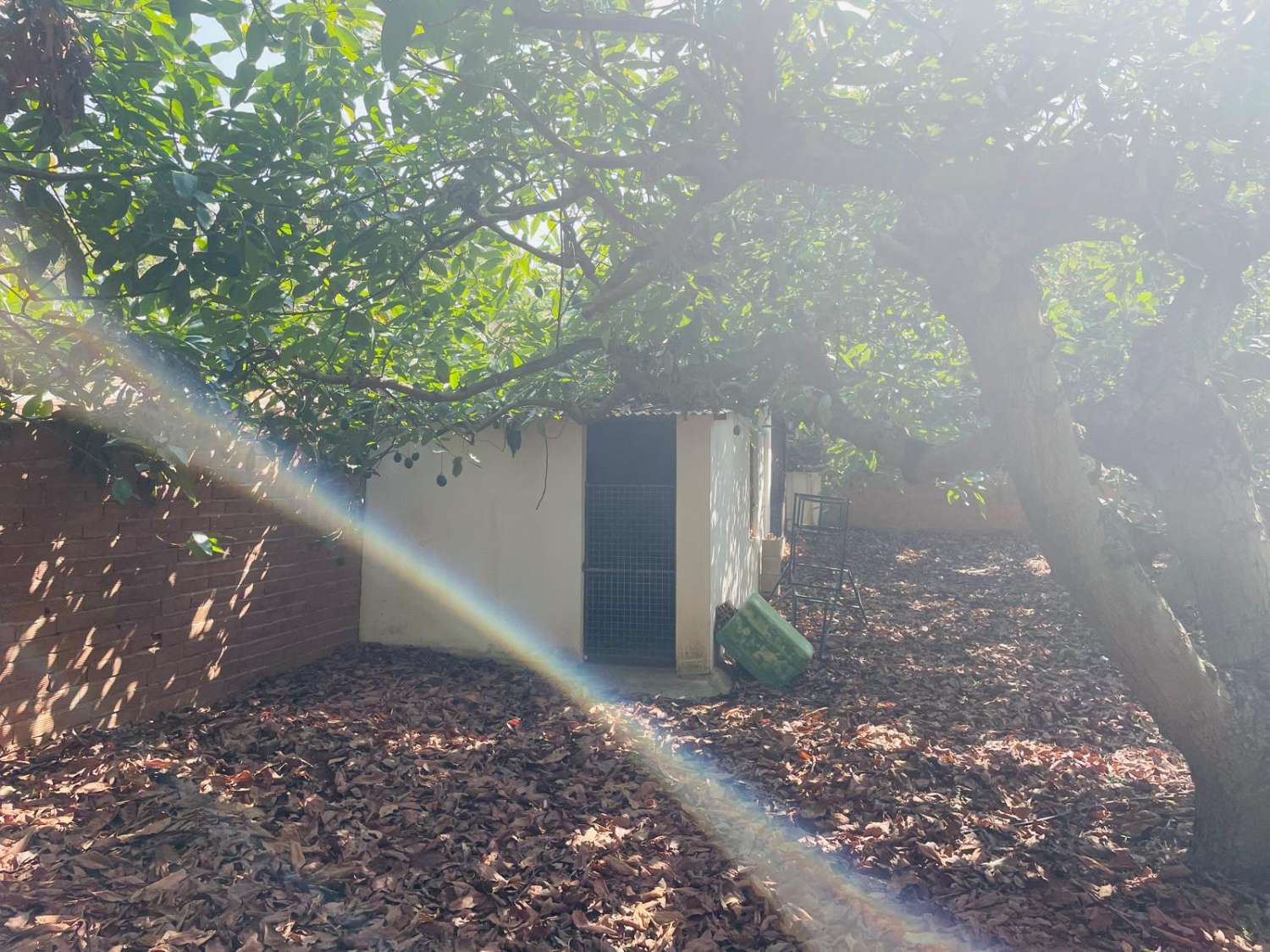 Country house with avocado trees in Almayate