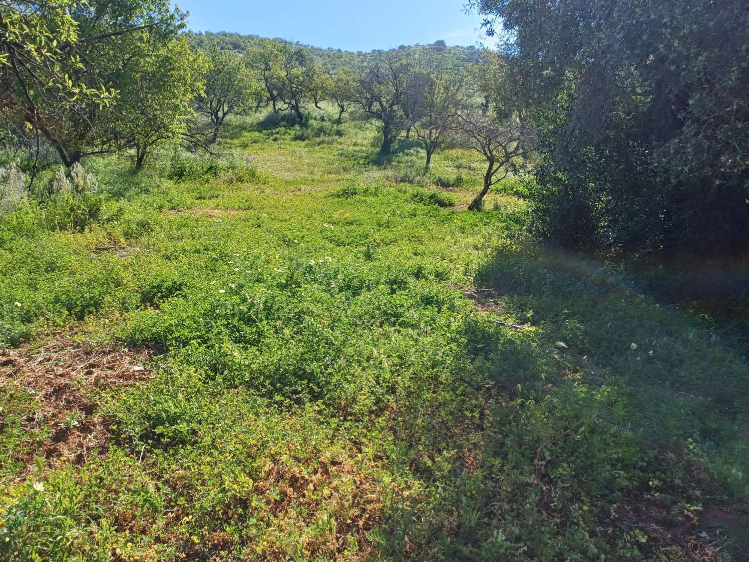 Plot v prodeji in Olías