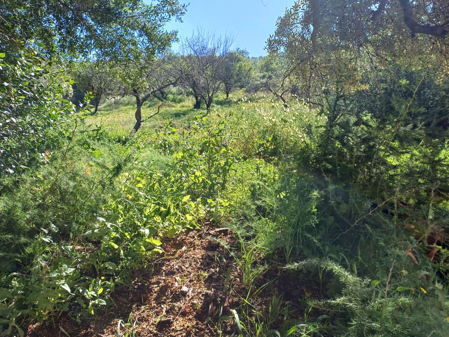 Plot v prodeji in Olías