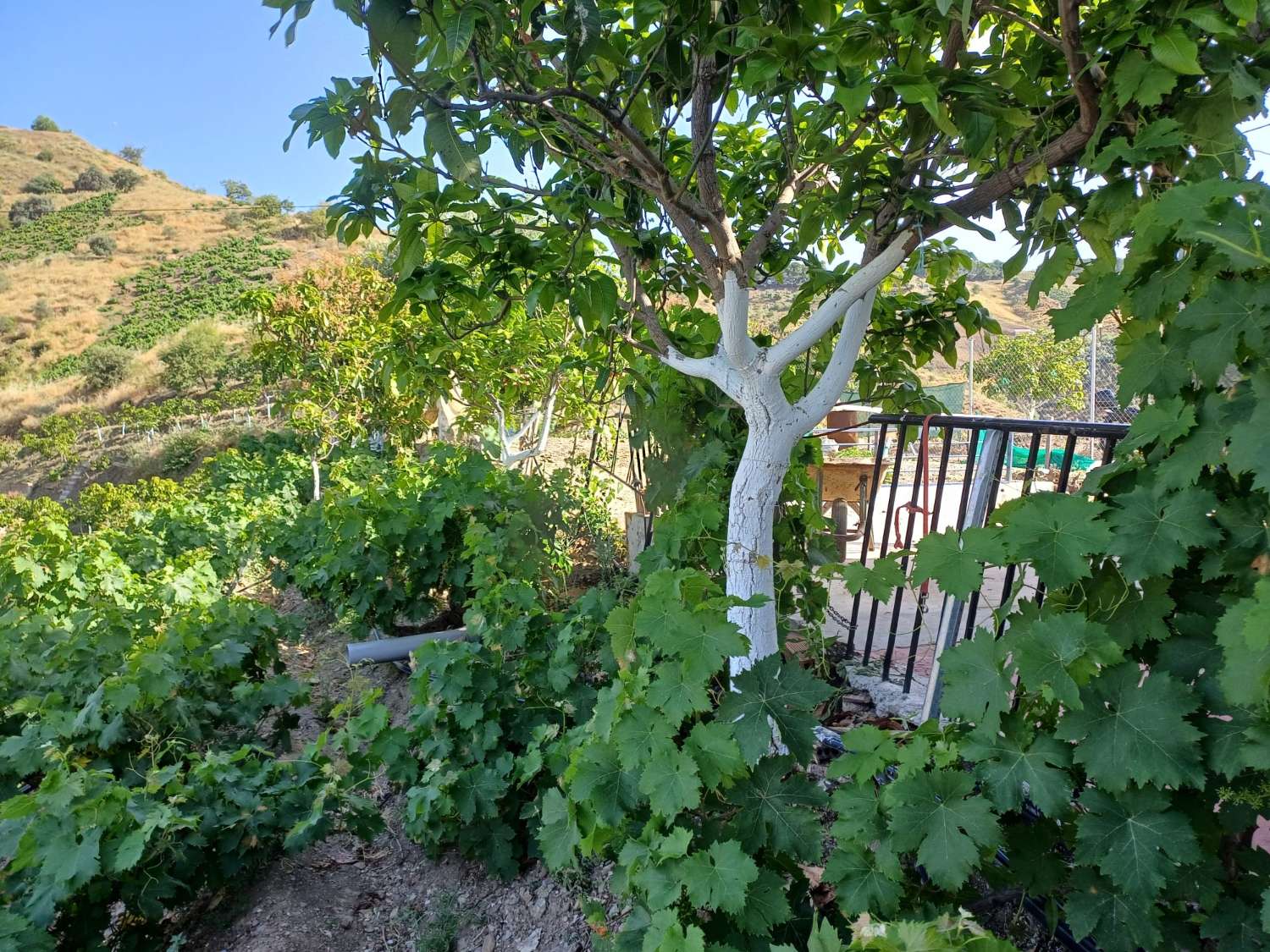 casa de campo en el borge