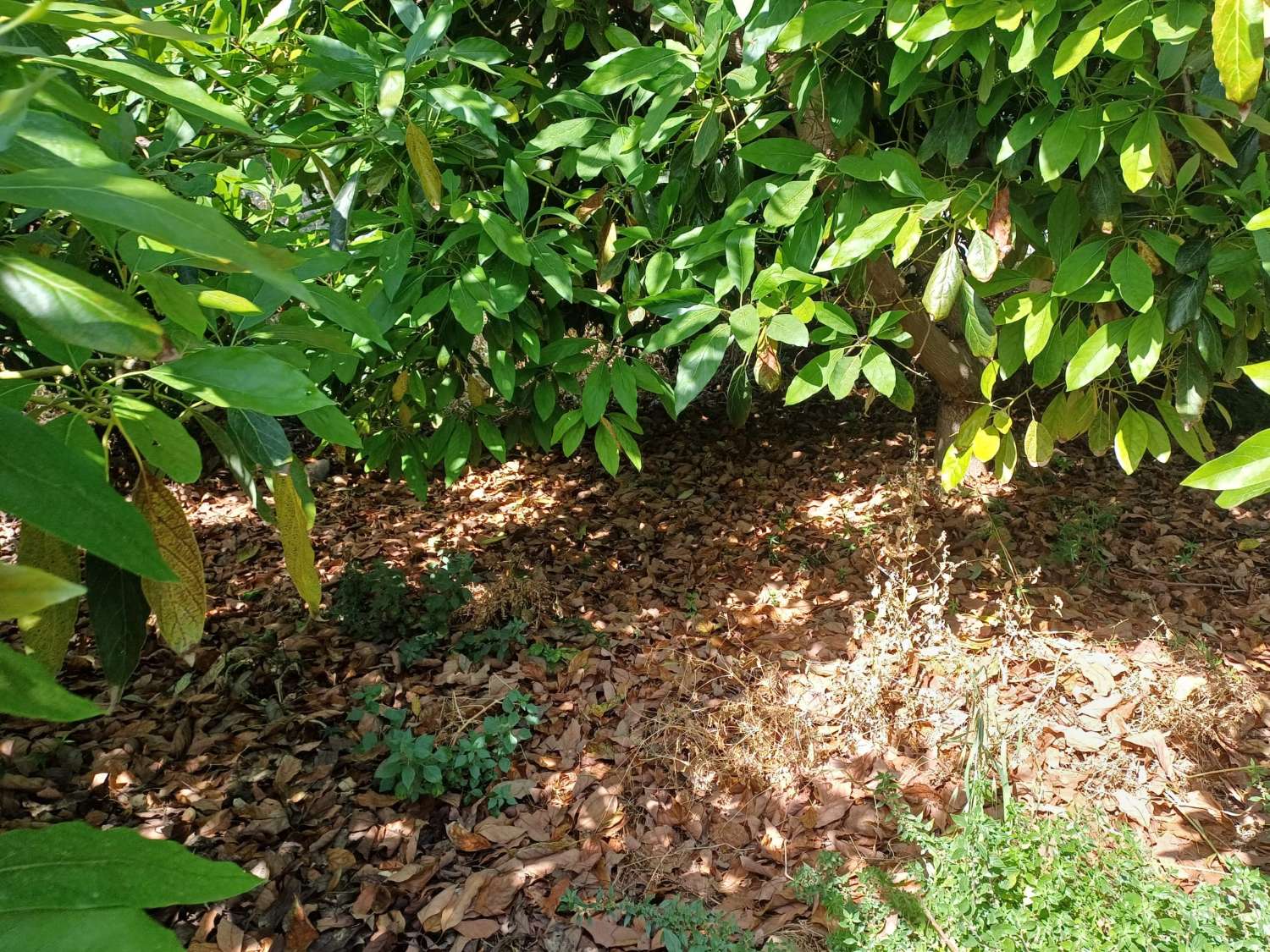 Parcela con almacen de aperos , agua , luz y aguacates