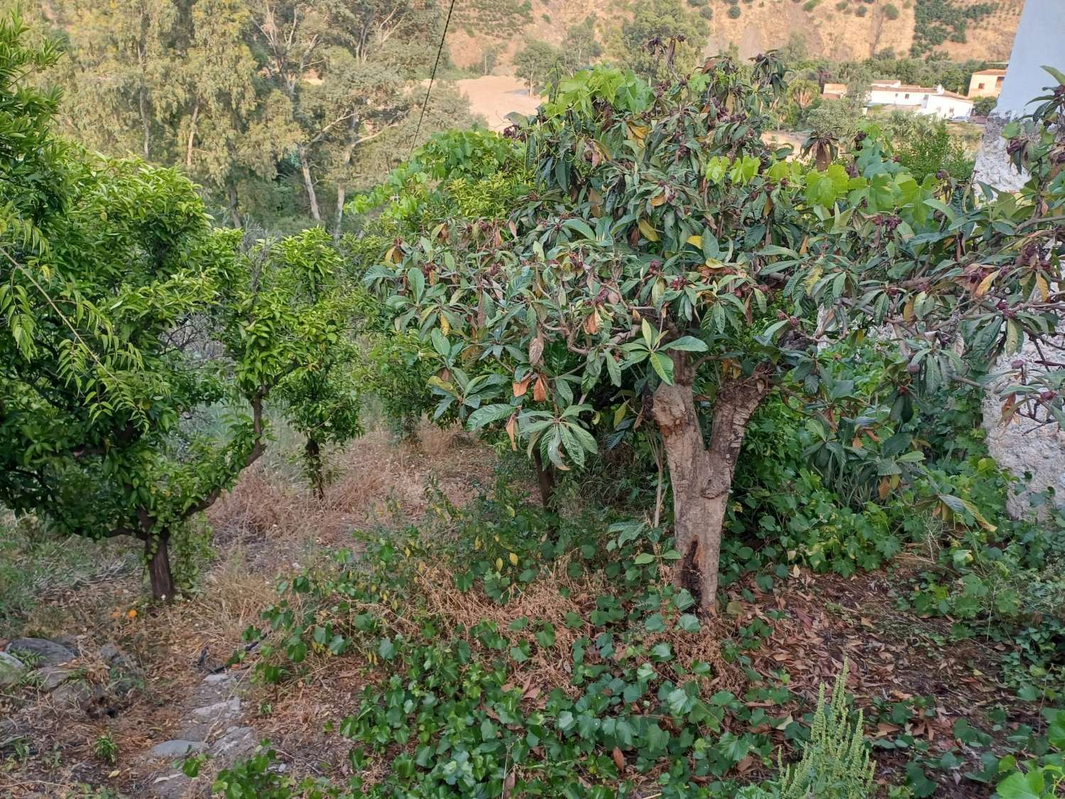 casa con parcela  en cutar