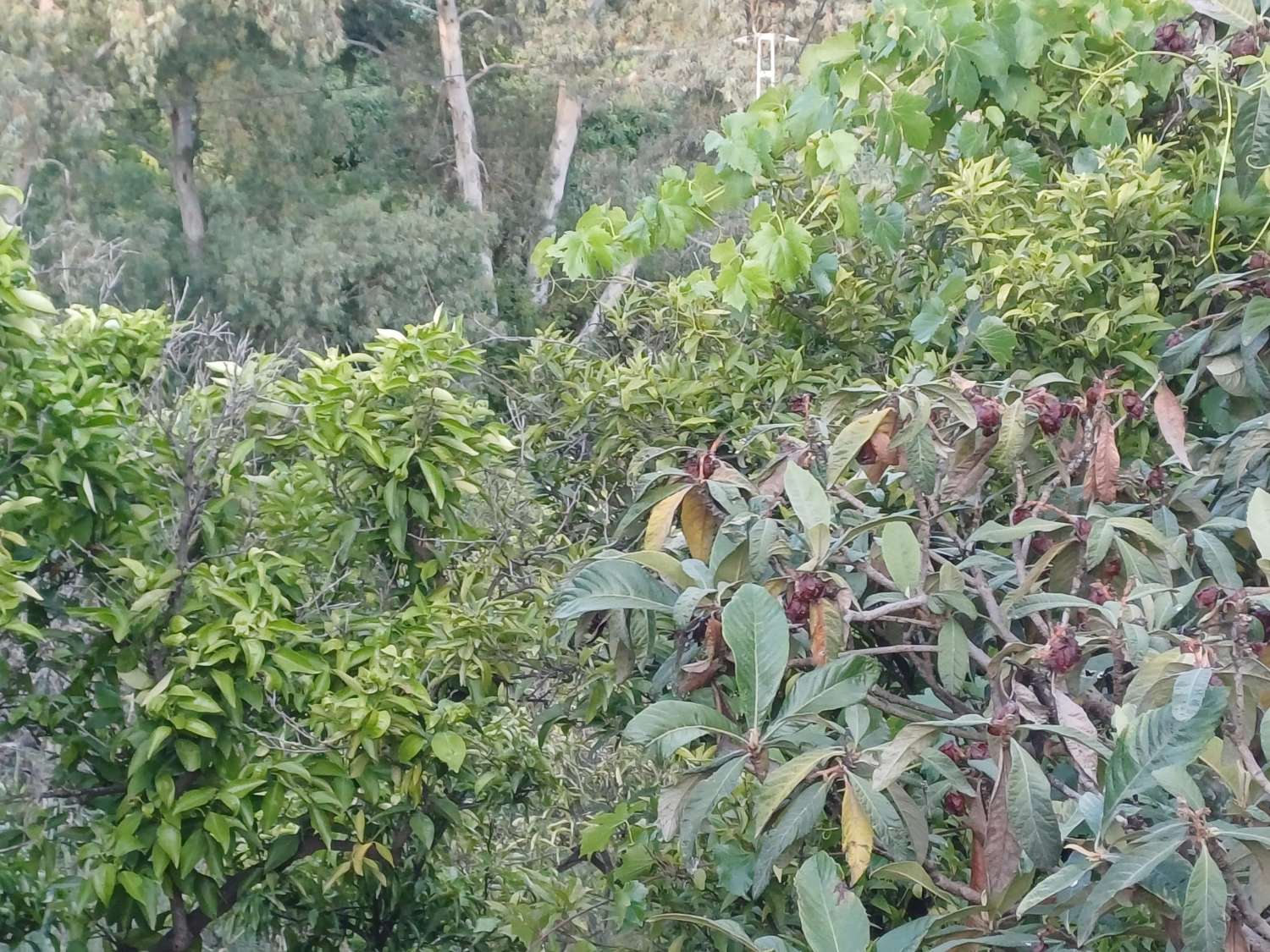 casa con parcela  en cutar