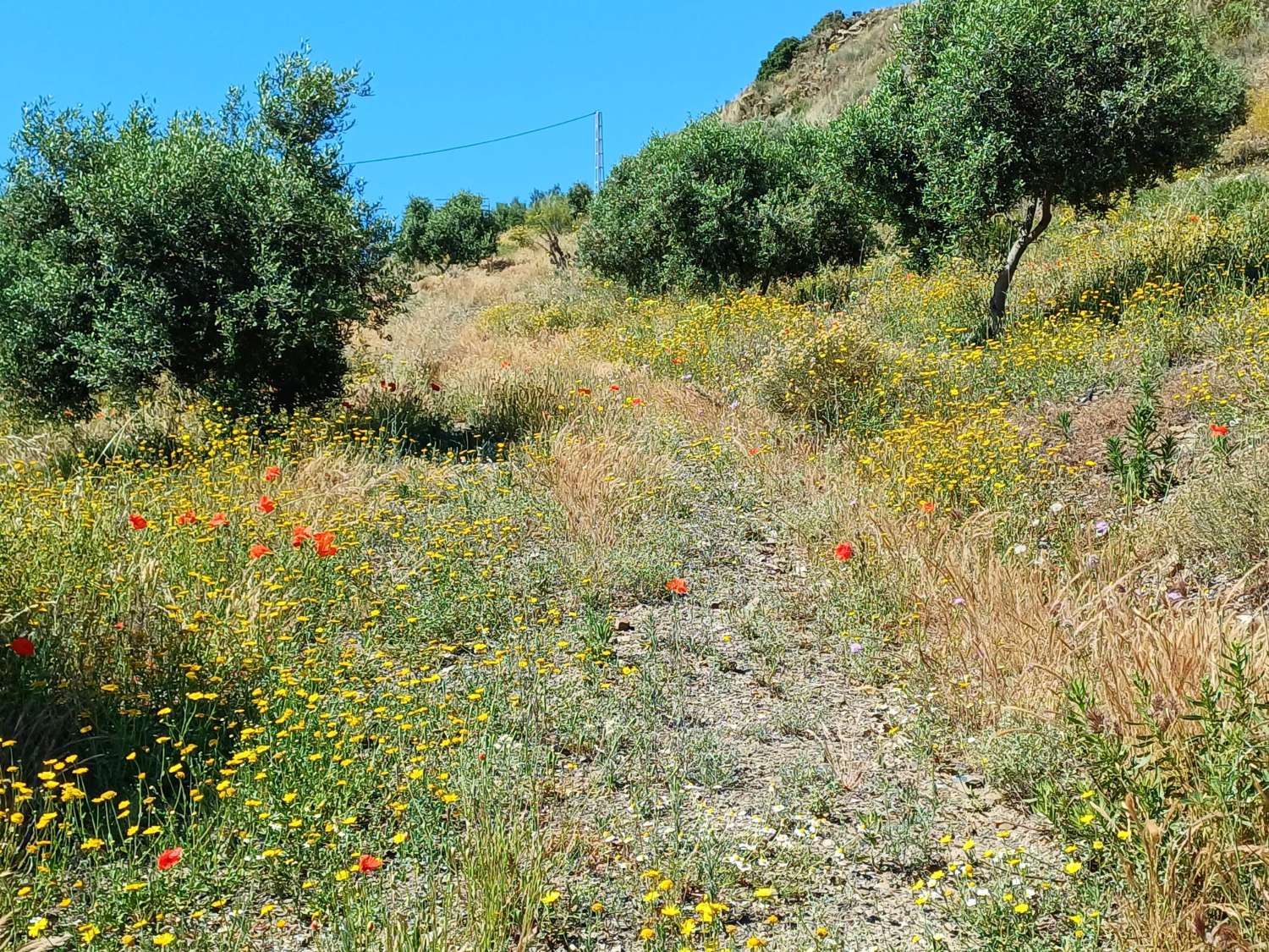 Plot v prodeji in Moclinejo