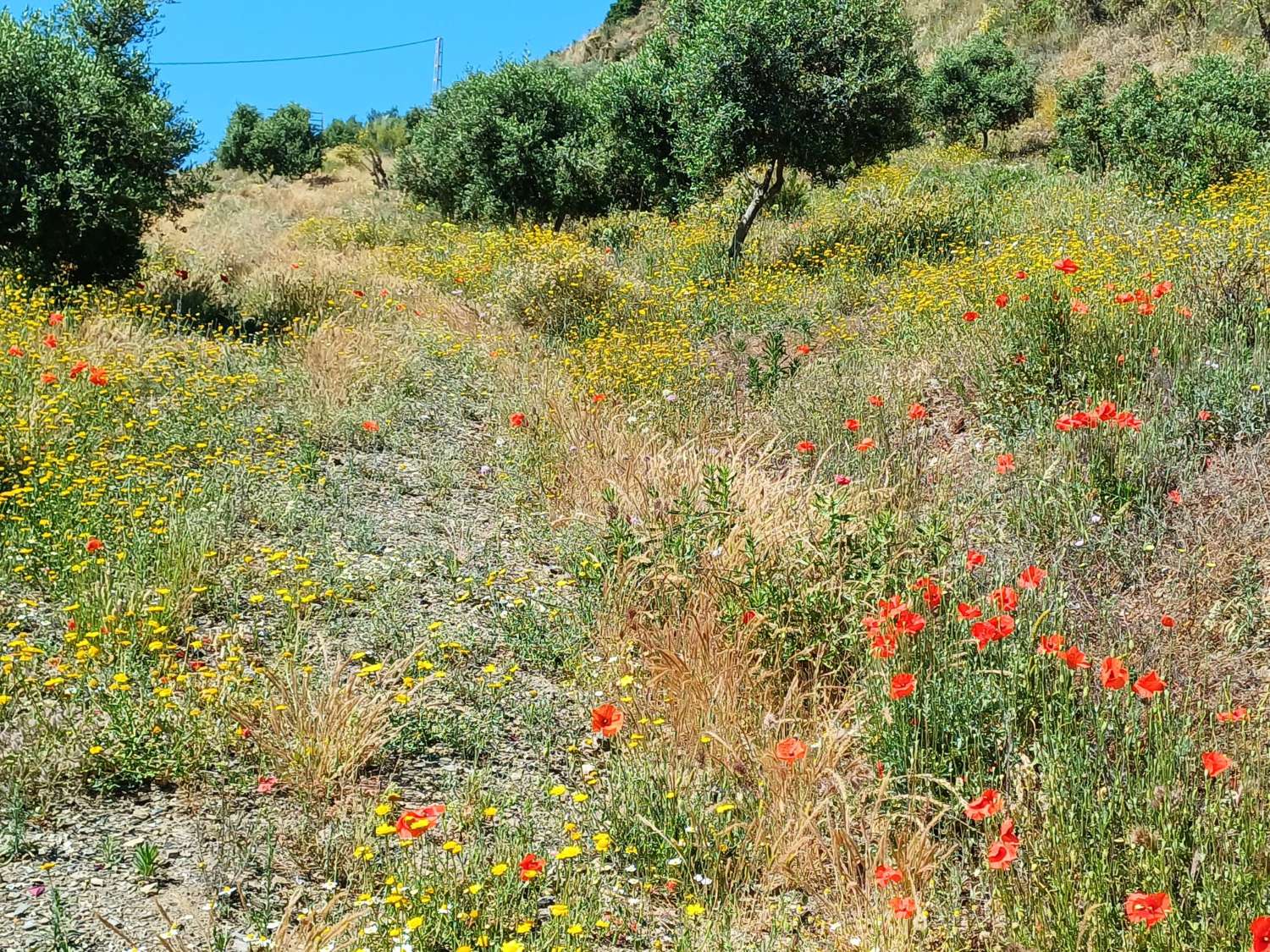 Plot v prodeji in Moclinejo