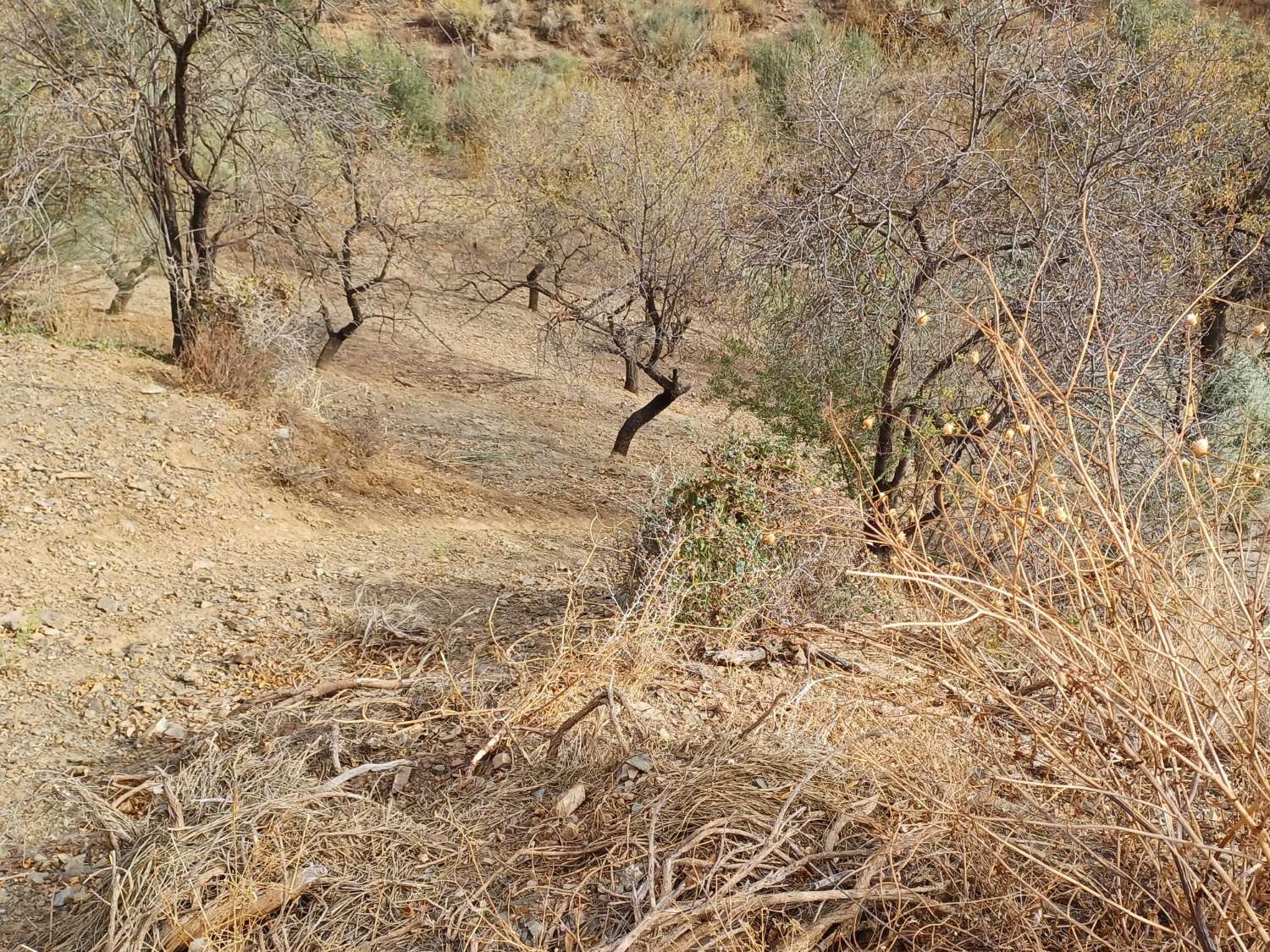 Tontti Añoreta Golfissa merinäköalalla