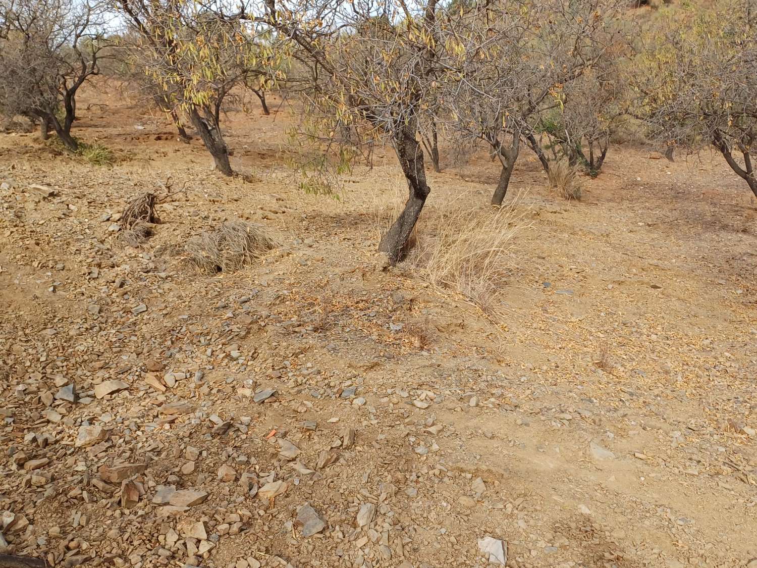 Tontti Añoreta Golfissa merinäköalalla