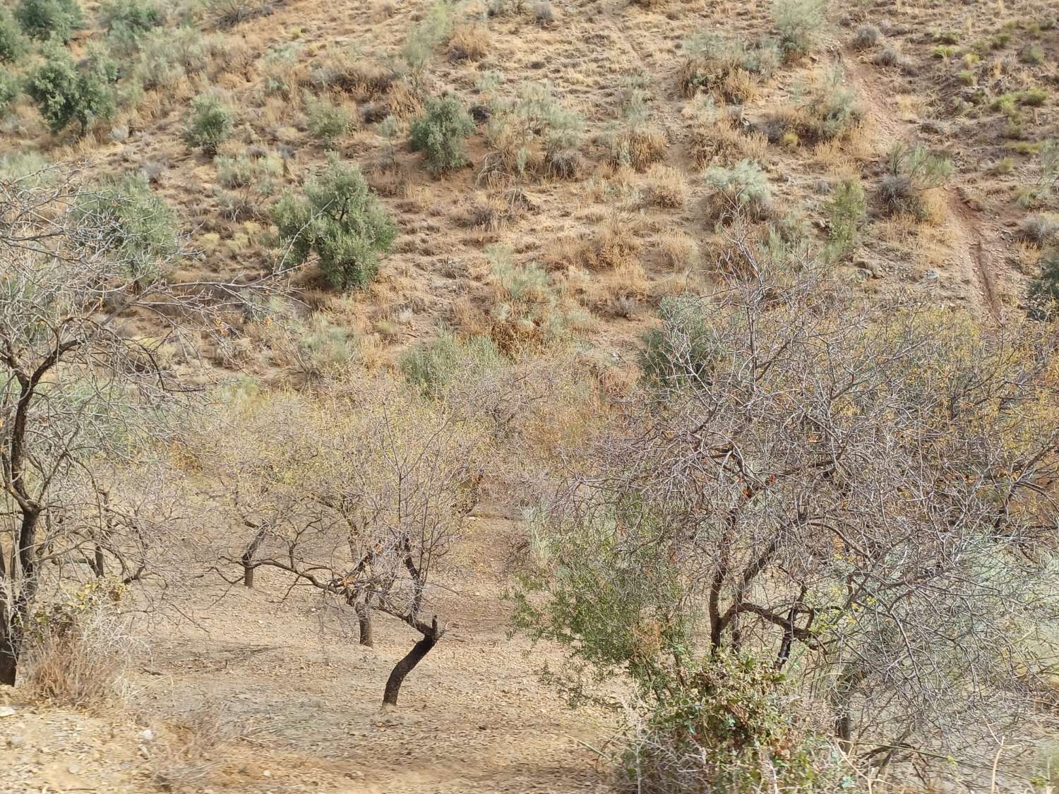 Tontti Añoreta Golfissa merinäköalalla