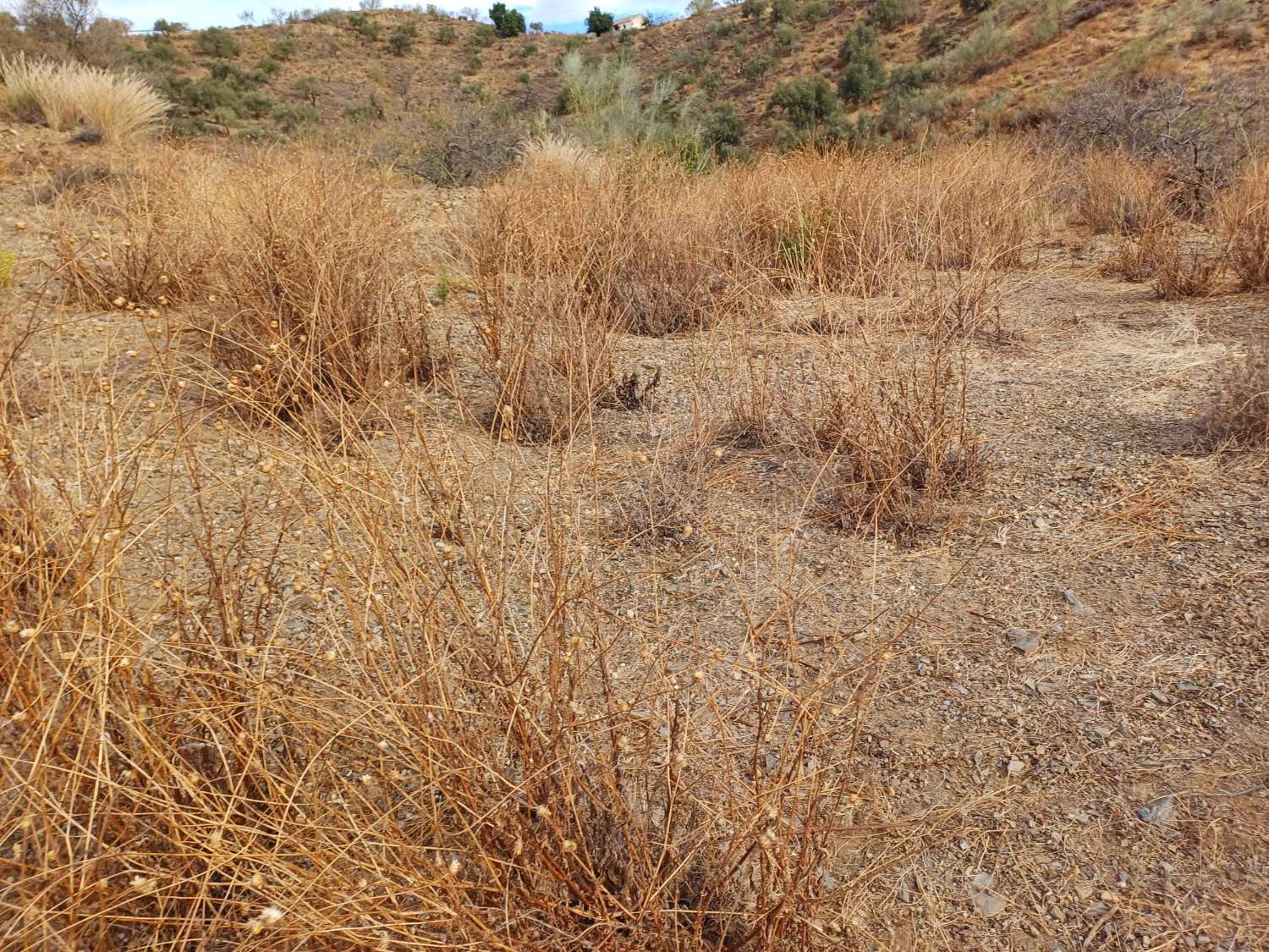 Tontti Añoreta Golfissa merinäköalalla