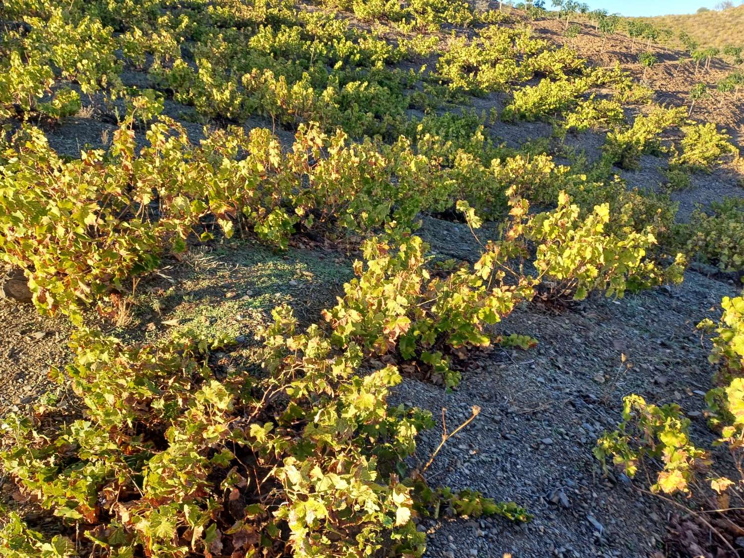 Parcelle pour la plantation de vignes à Almachar