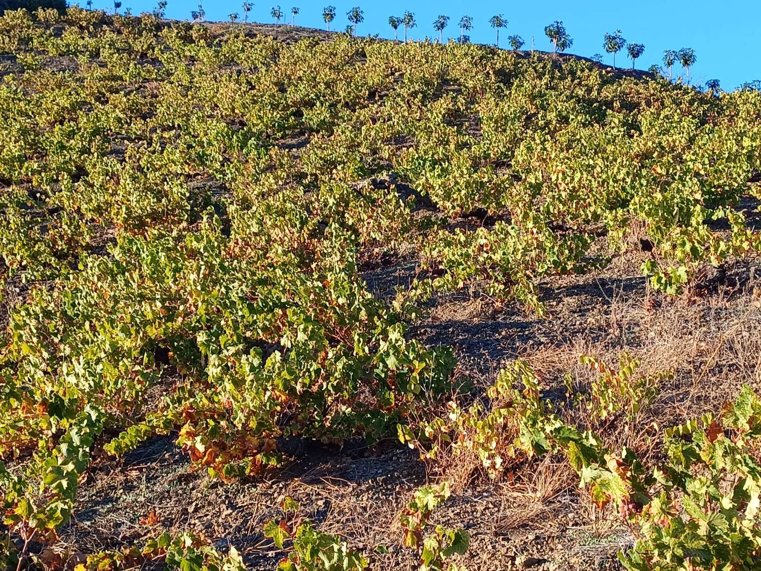Parcelle pour la plantation de vignes à Almachar