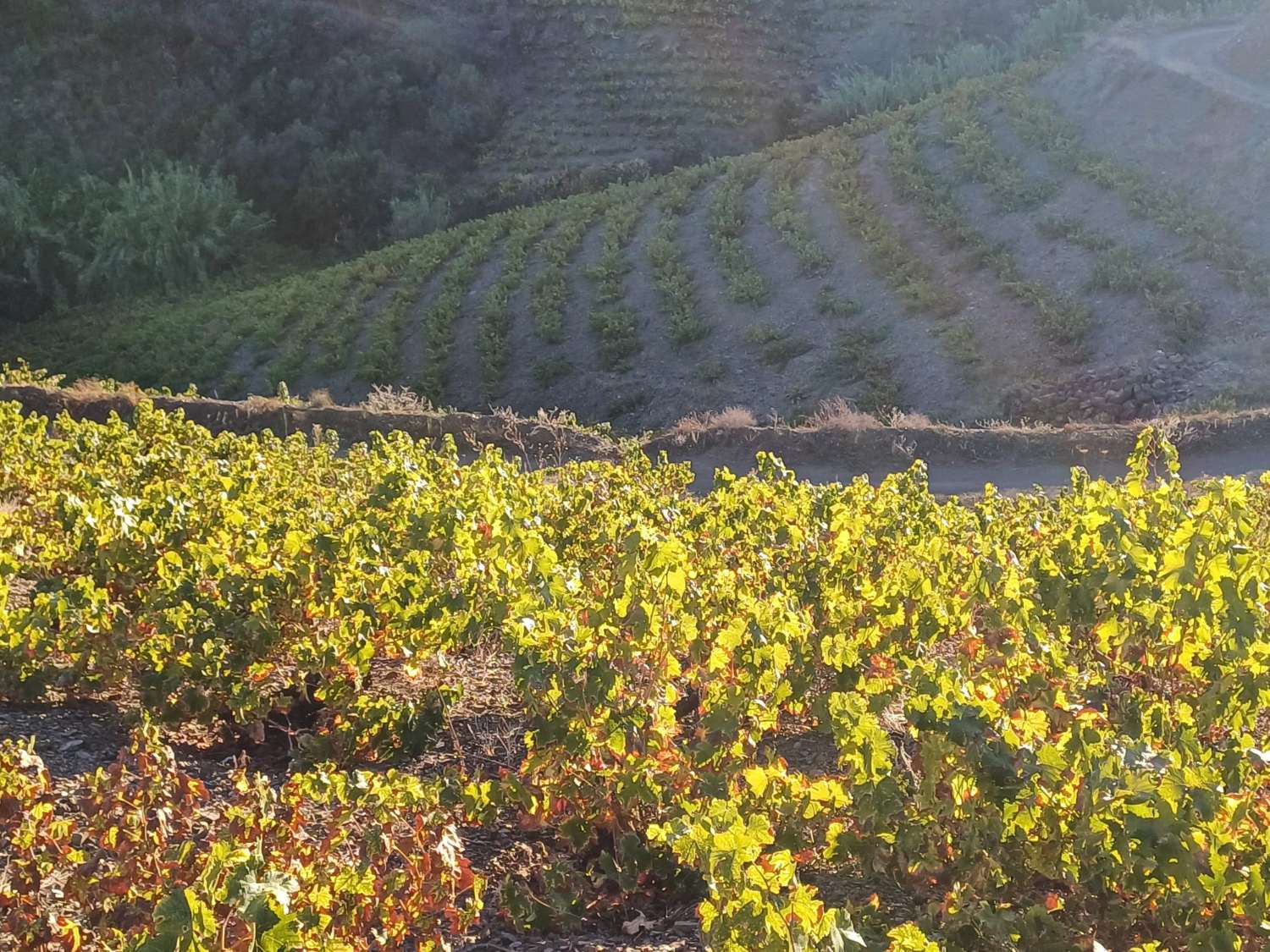 Parcelle pour la plantation de vignes à Almachar
